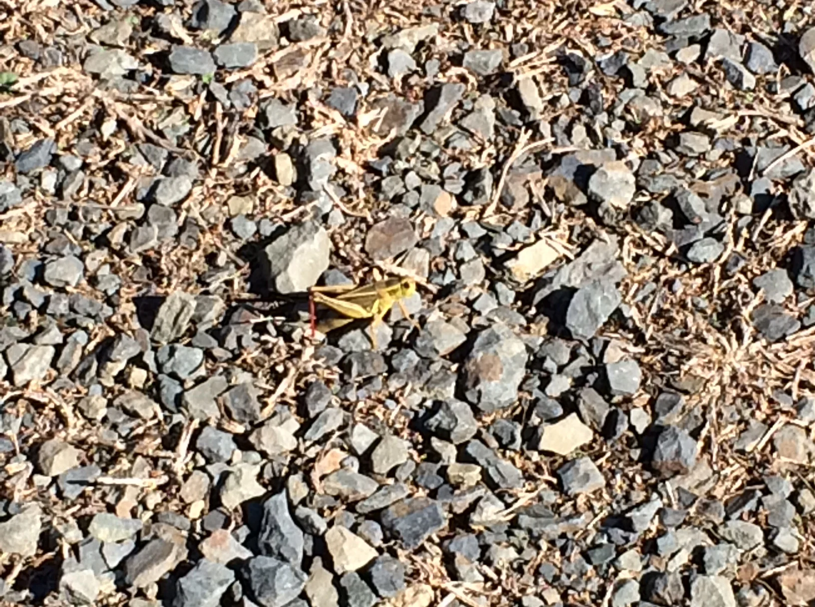 Querying and Contests