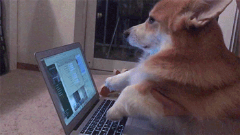giphy2.gif