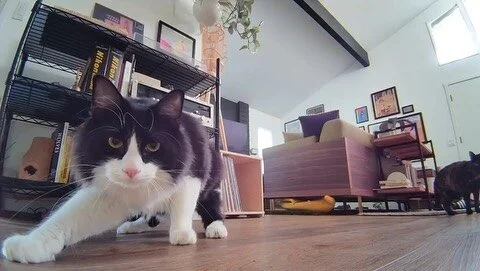 Got a little robot to drive around the house while I&rsquo;m out and they HATE IT