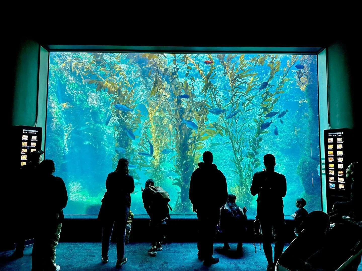 🐟
