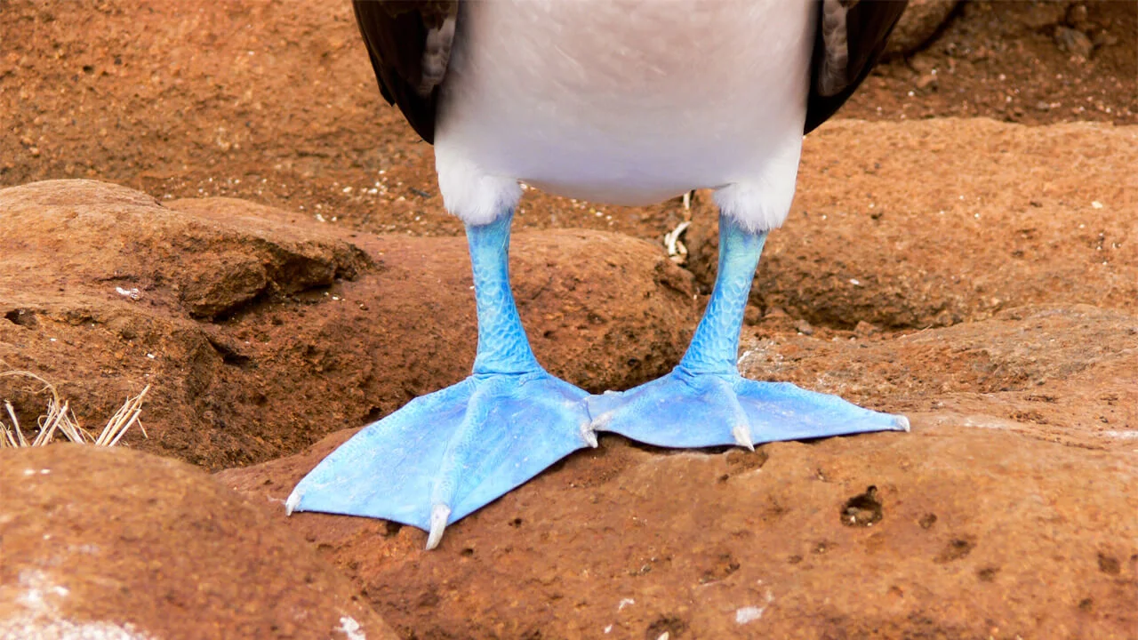 Galapagos Luxury Cruise Tour.jpeg