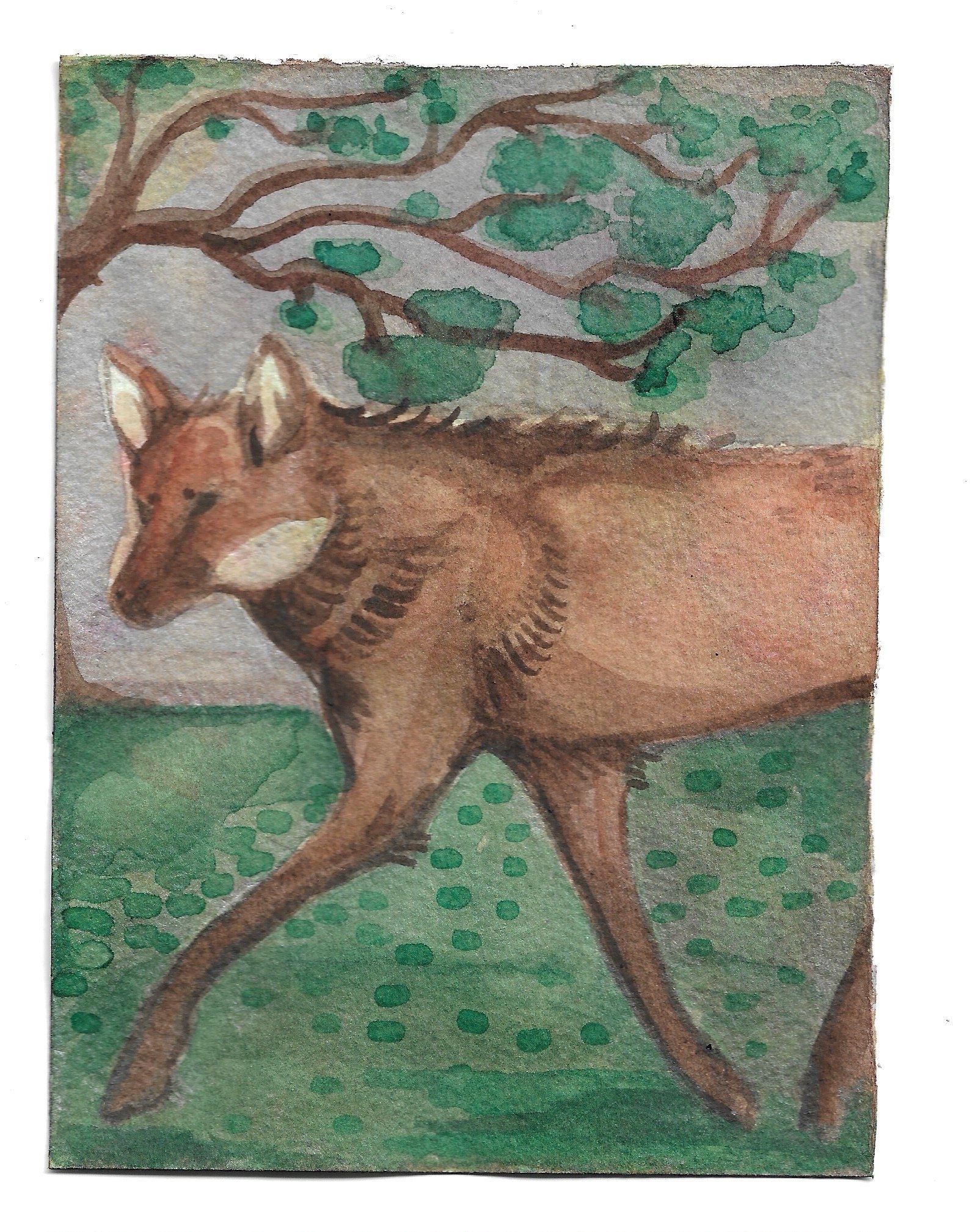 ✦ 28 ✦ lobo guará