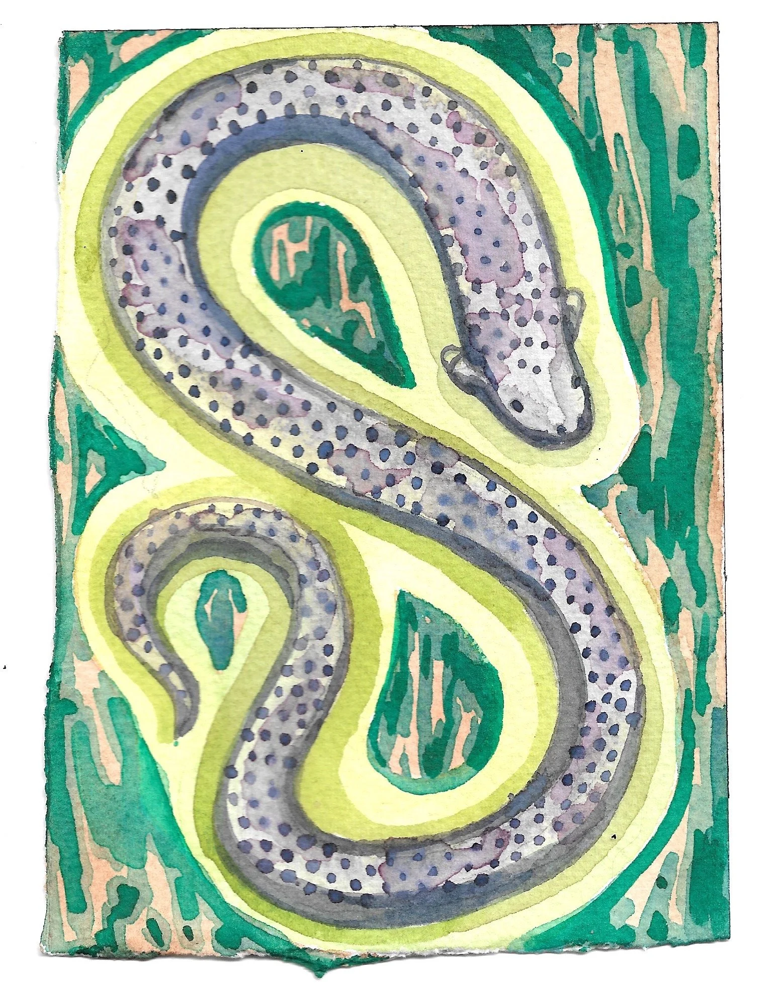 ✦ 25 ✦ • poraquê peixe raio 