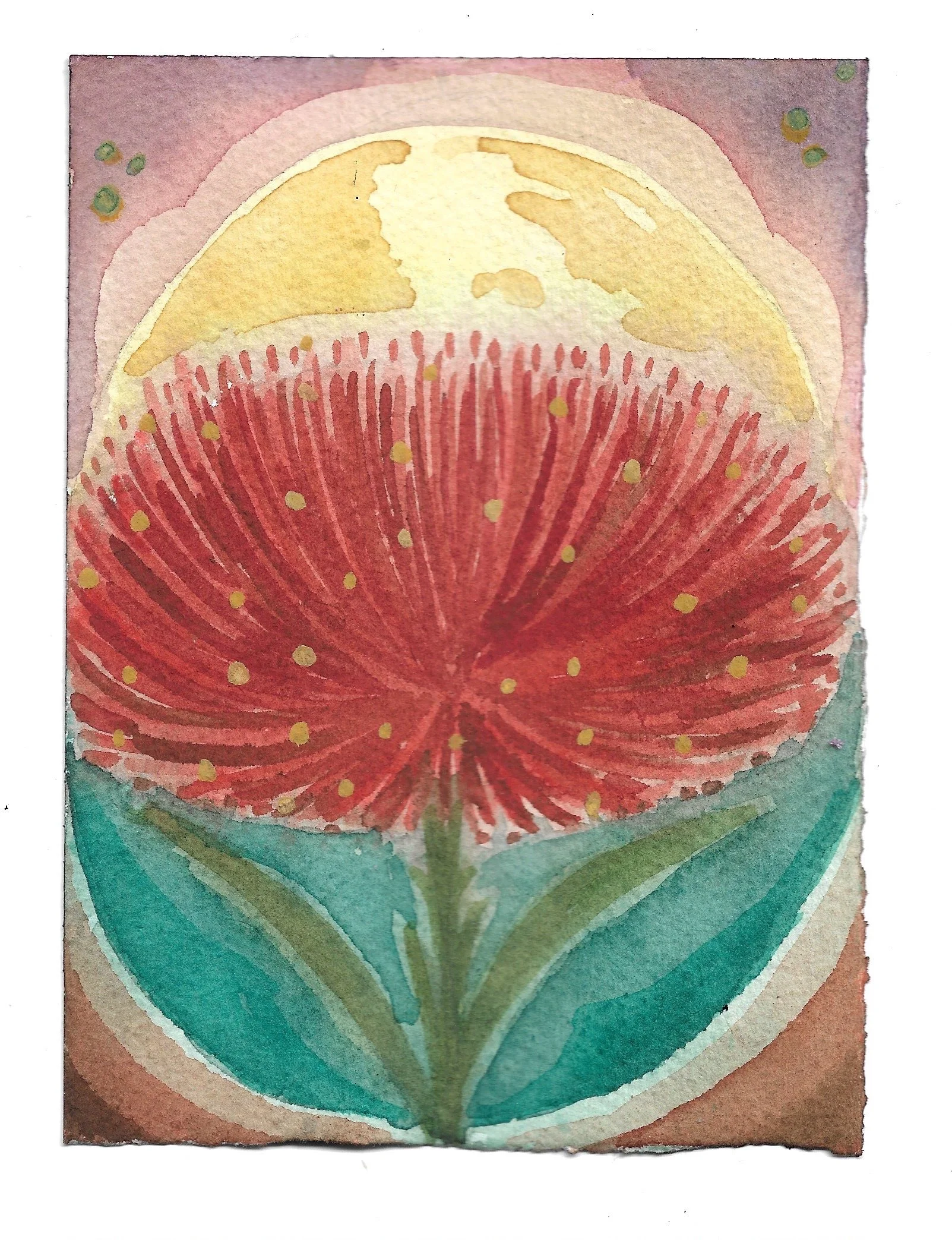 ︎✦ 29 ✦ caliandra flor de fogo