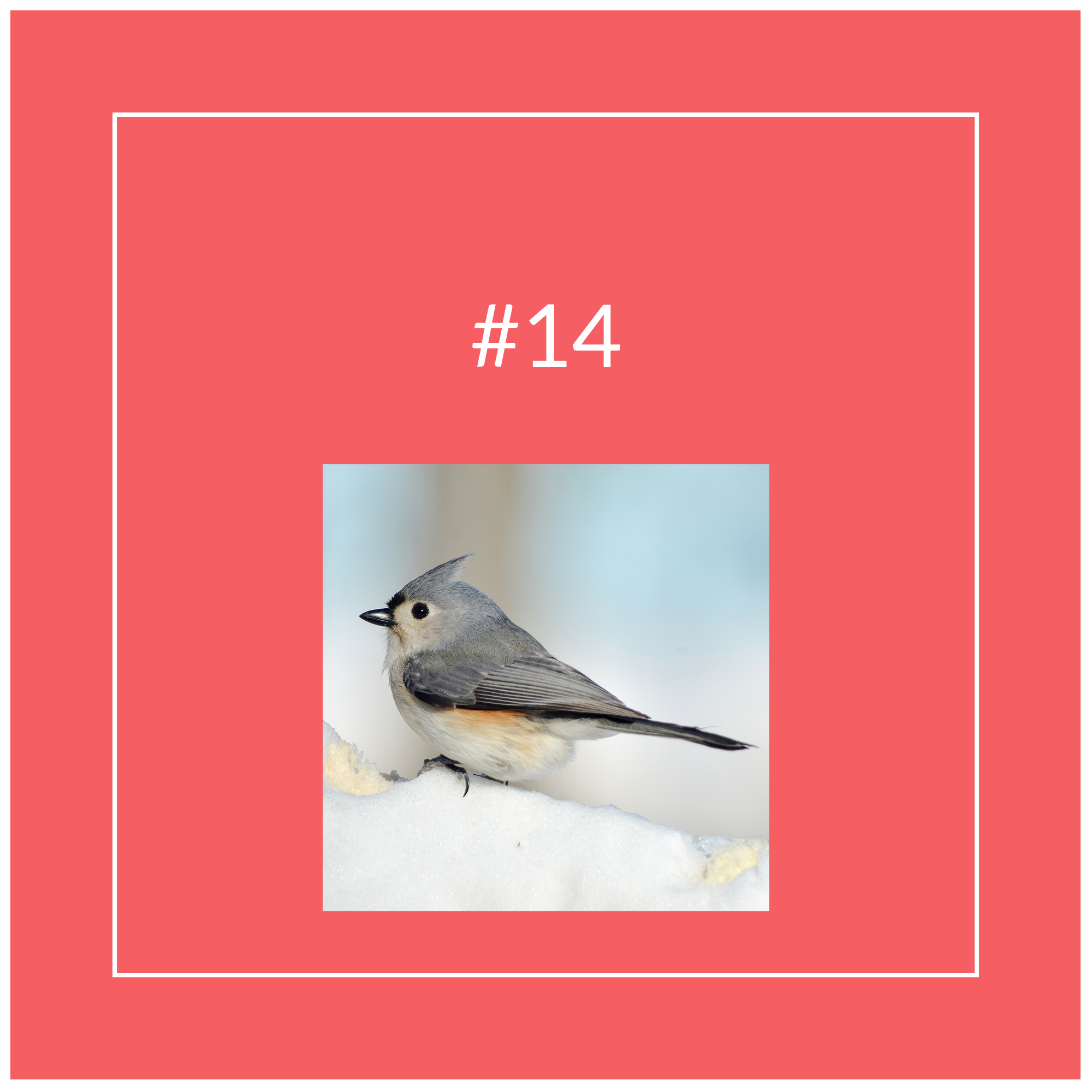 Tufted Titmouse