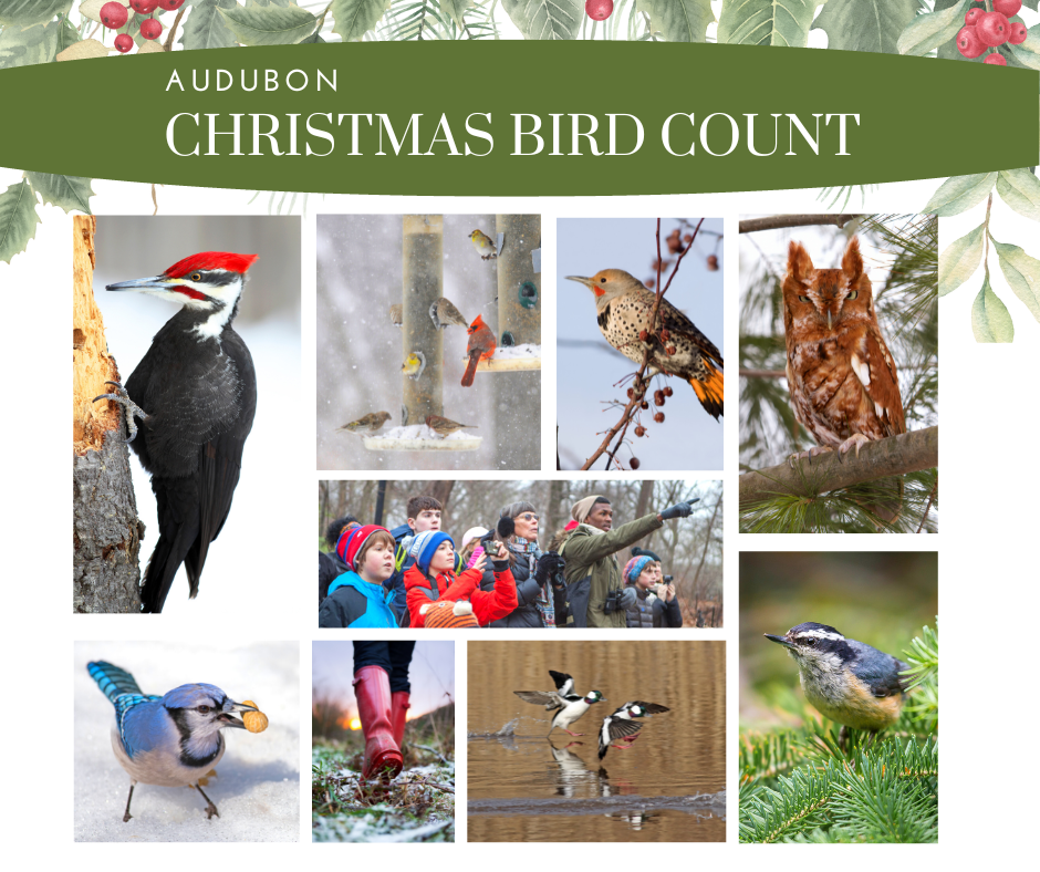 Collage of birds often seen during the South Bend CBC. Center photo of group of people is from National Audubon.