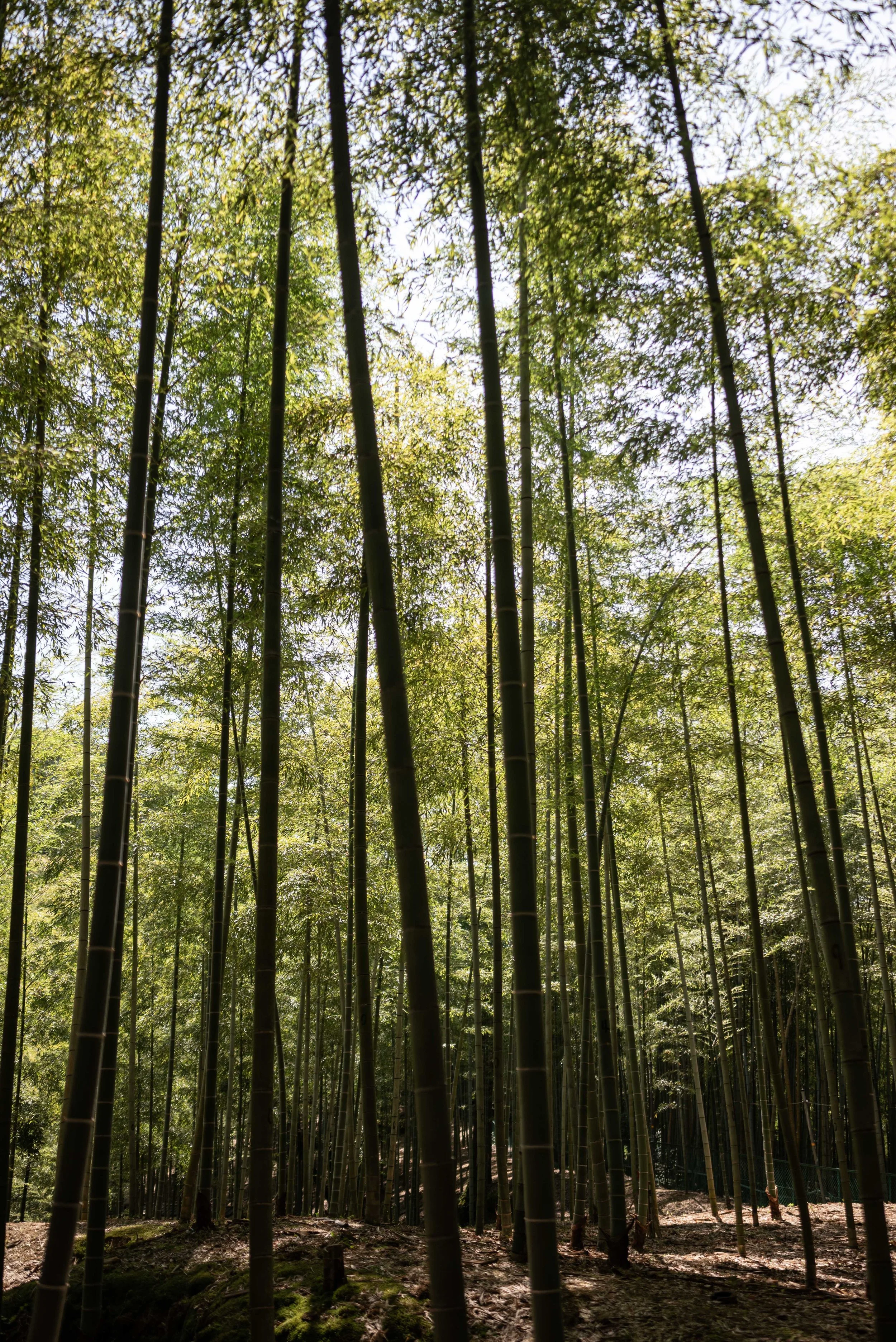 SE Asia 2024_0064.jpeg