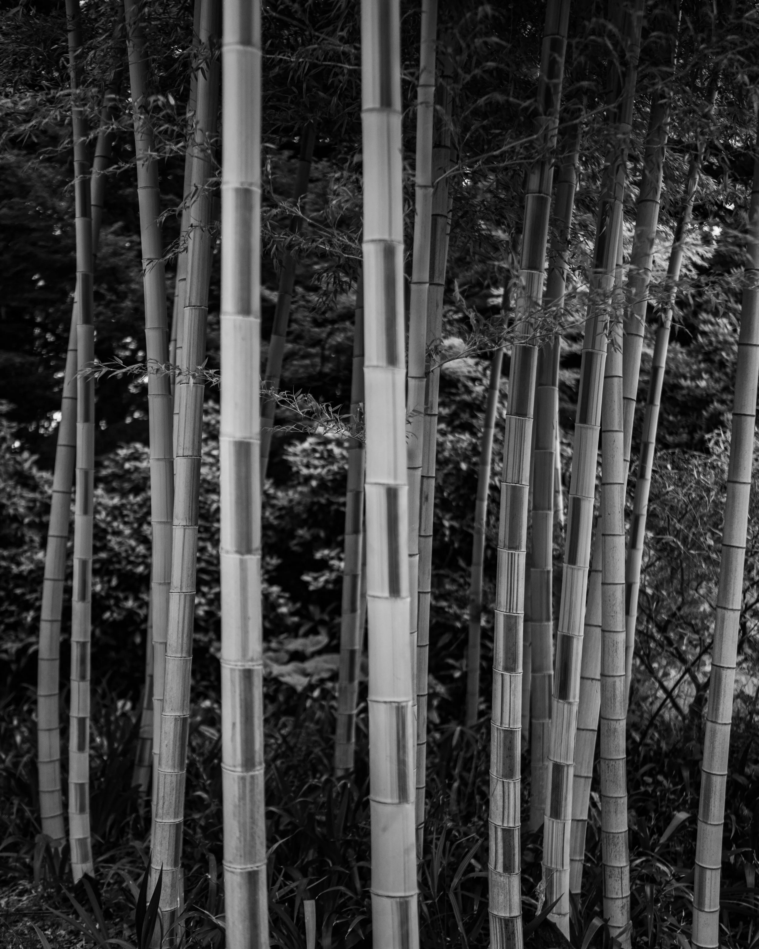 Tokyo 2024_0030.jpeg