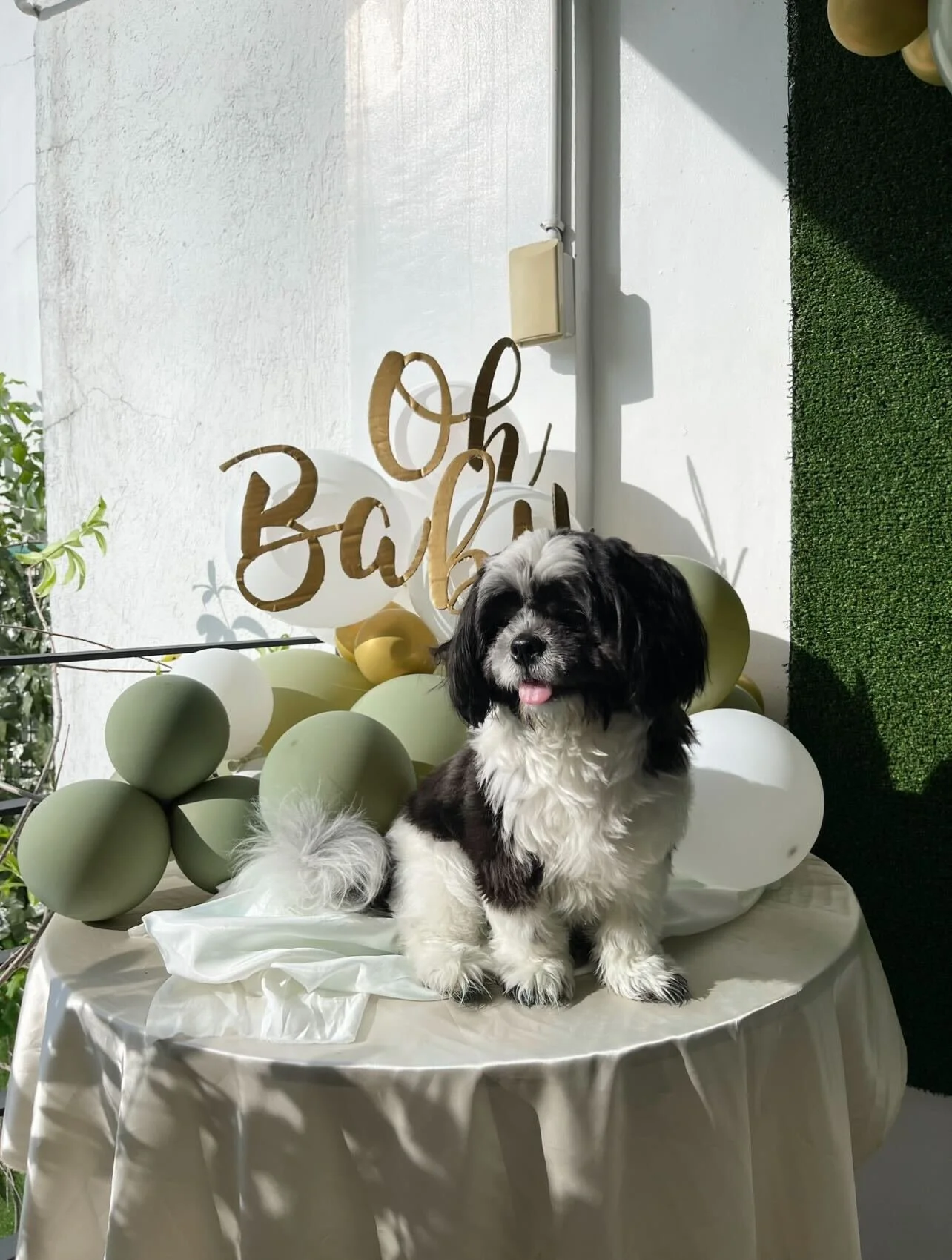 Family pets of the Absolute Properties team in Houston