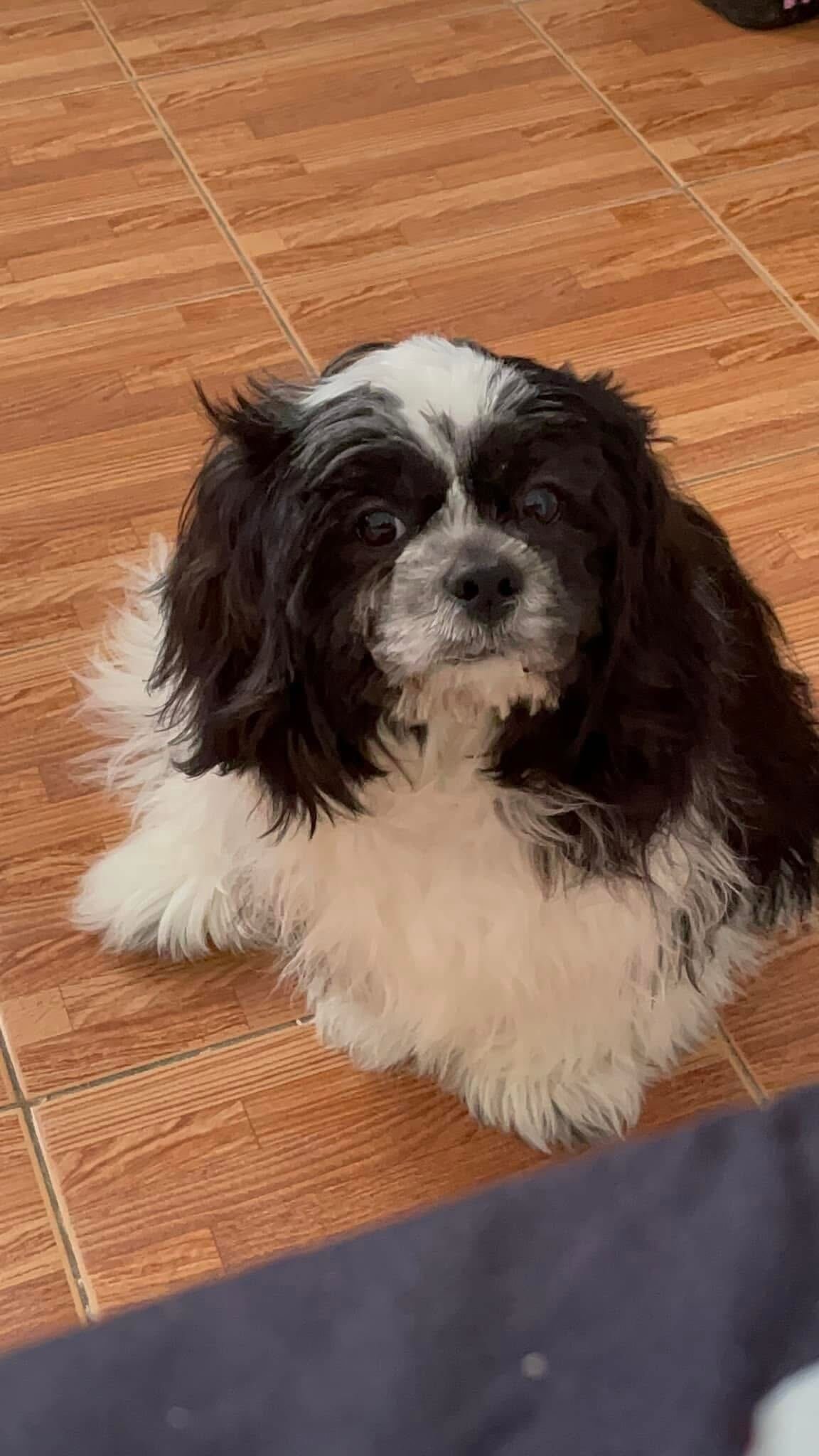 Photo of our family pets at Absolute Properties