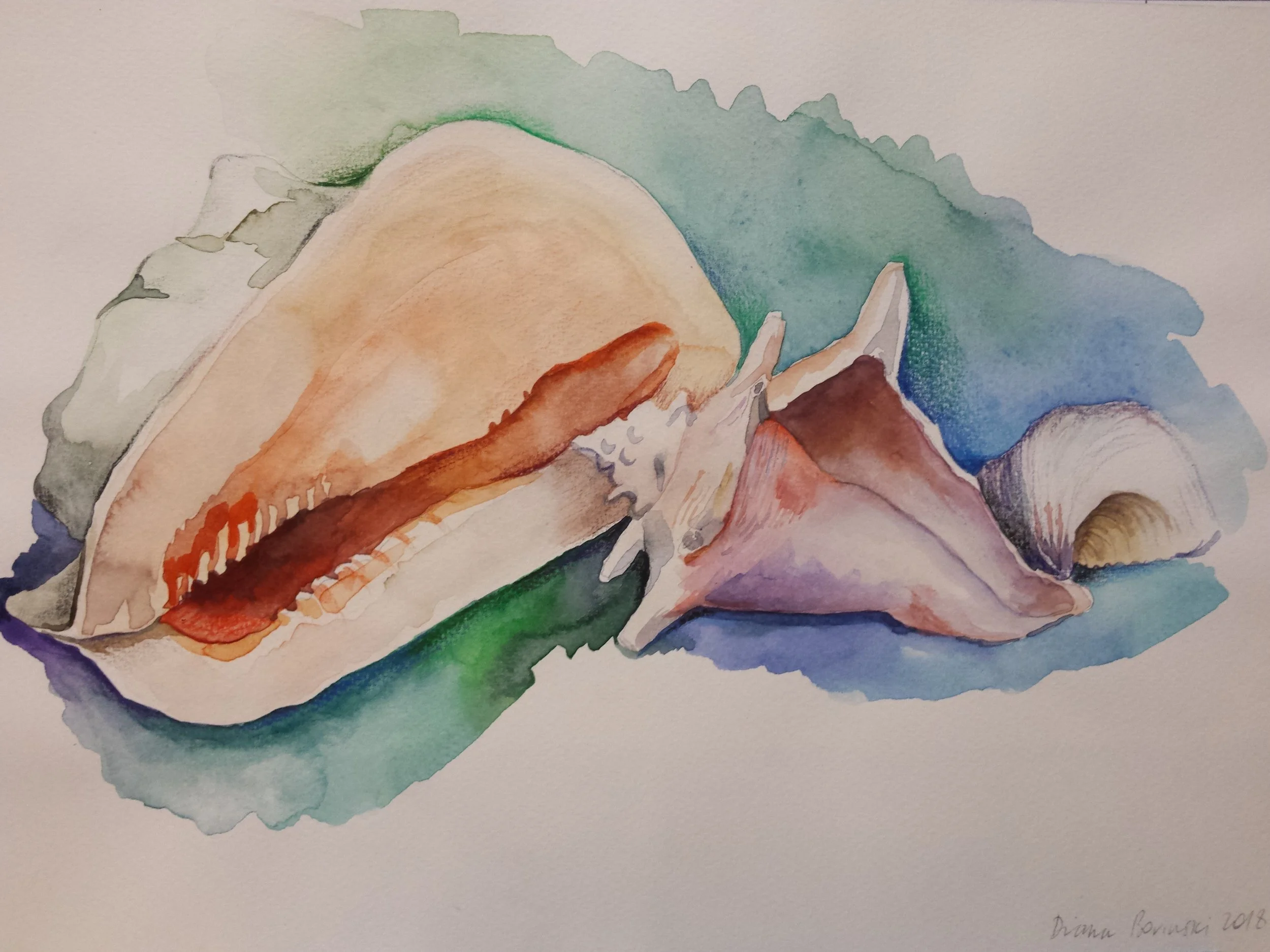 Shells