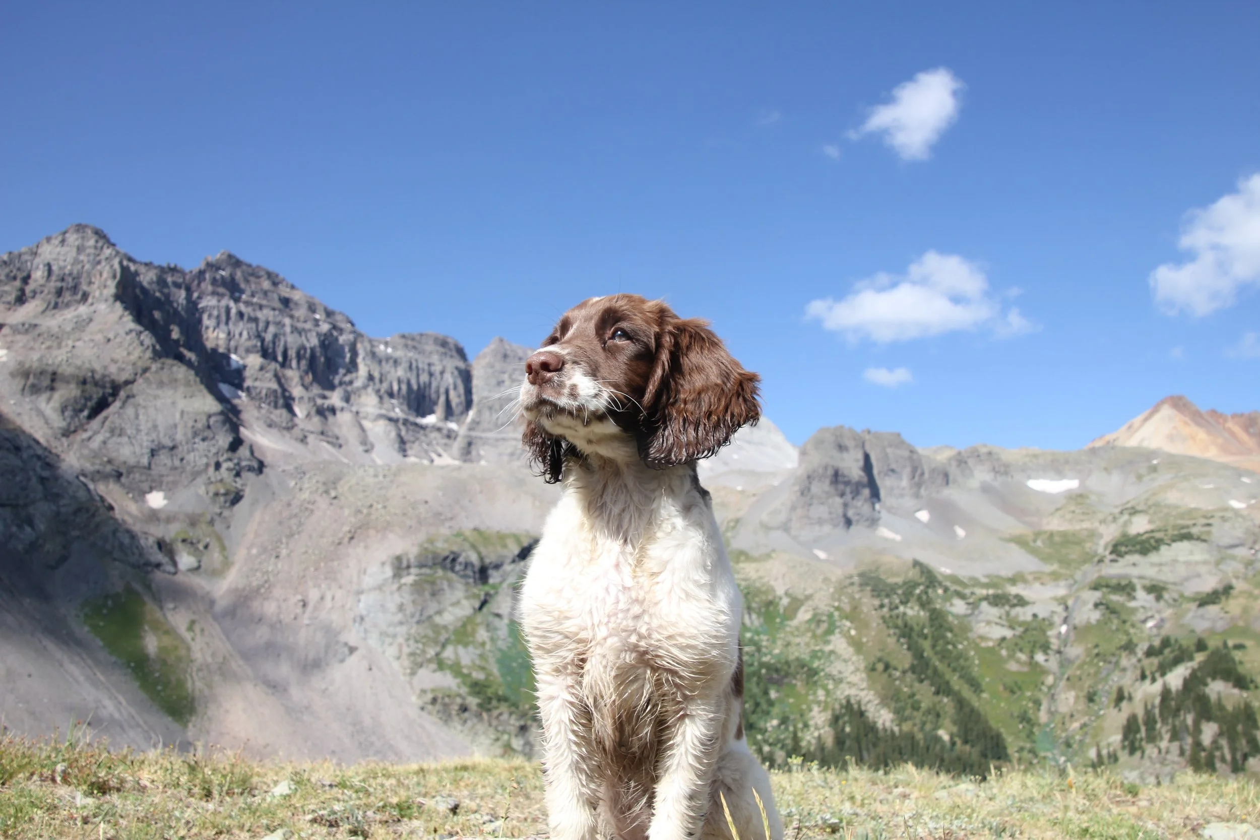 mountain k9 dog training