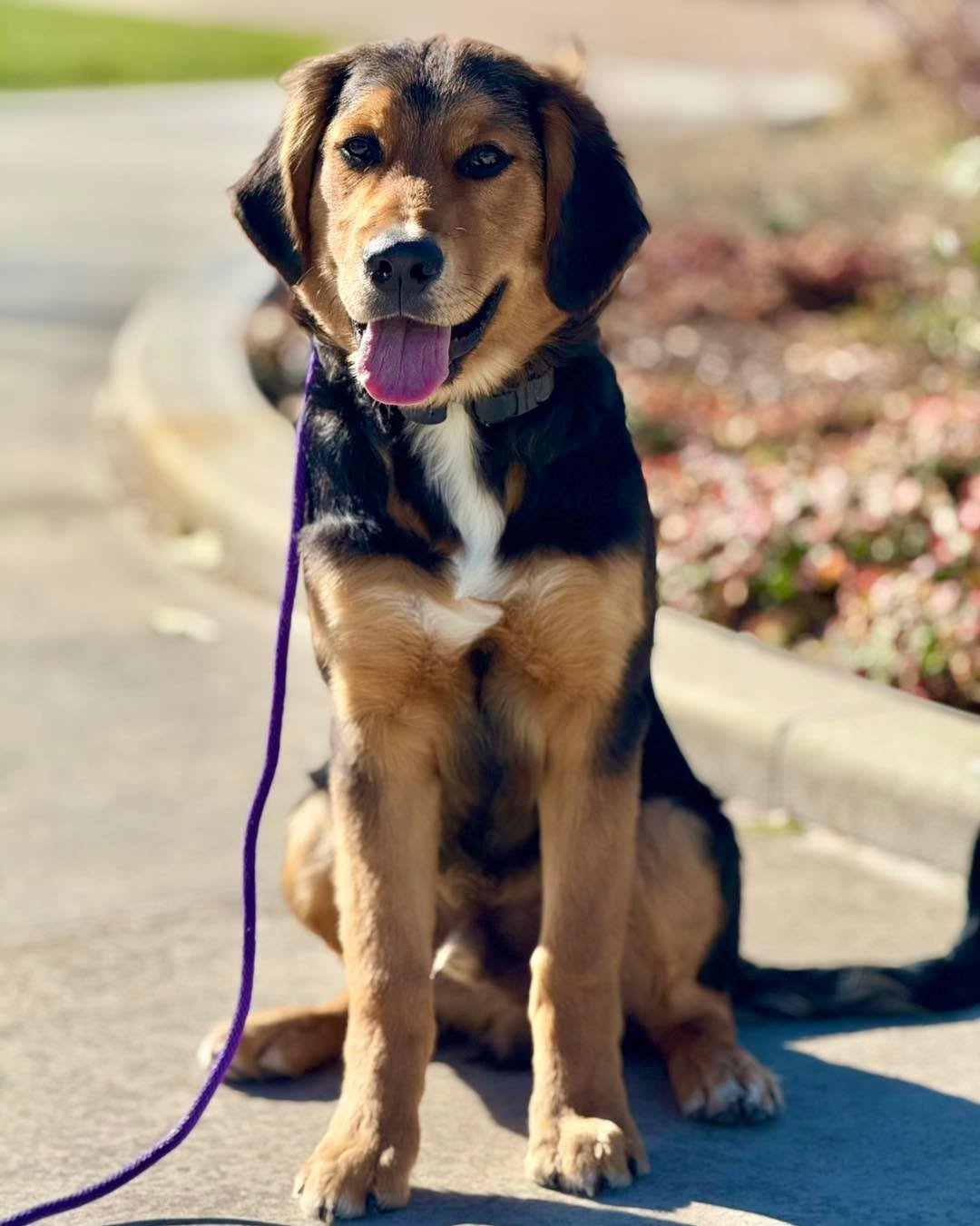 Say hello to this gorgeous boy, Doug! Doug is a mix between and English Cream Golden and a Bernese Mountain Dog. He&rsquo;s massive already at 6 months and will likely be over a hundred when he is full grown, so good manners are a must! He&rsquo;s a 