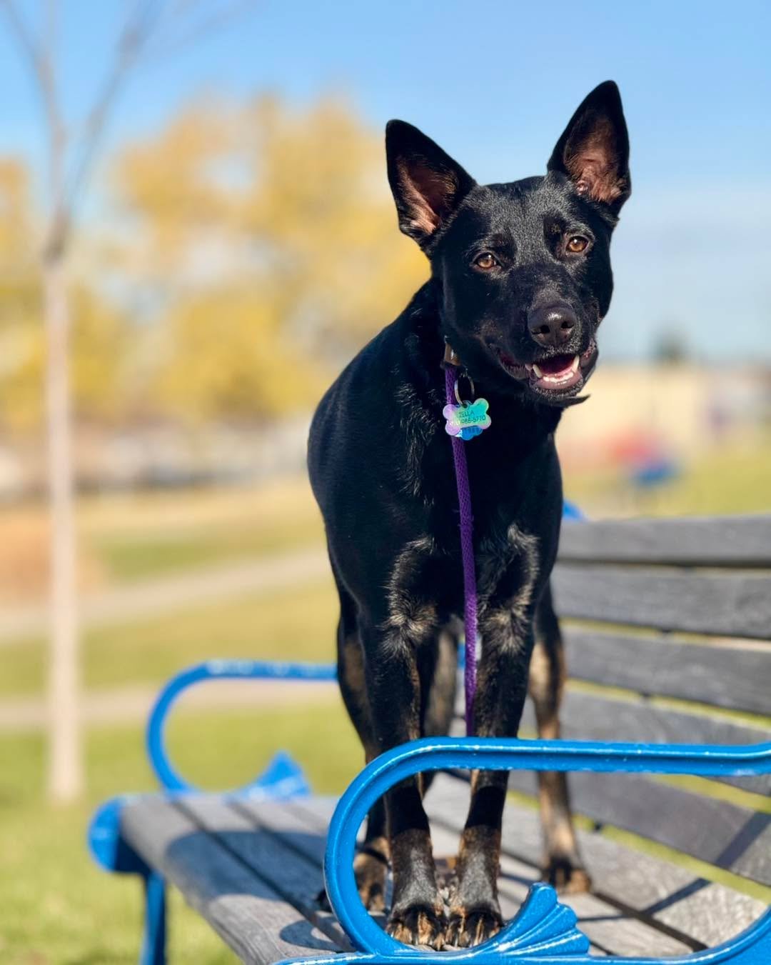 Zella is a Kelpie mix who went through the prison program for 4 weeks but had a hard time transferring the training to her own environment at home. She has become increasingly aggressive and territorial in and around her home. Her owner can&rsquo;t h