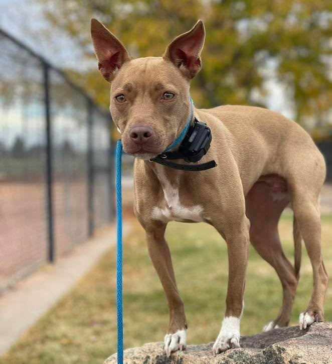 Check out the cutest little pocket pittie I&rsquo;ve ever seen! This is Twigs. She&rsquo;s a super sweet, sometimes fearful, sensitive soul but she was barking incessantly in the back yard and her owners didn&rsquo;t trust her off leash. They wanted 