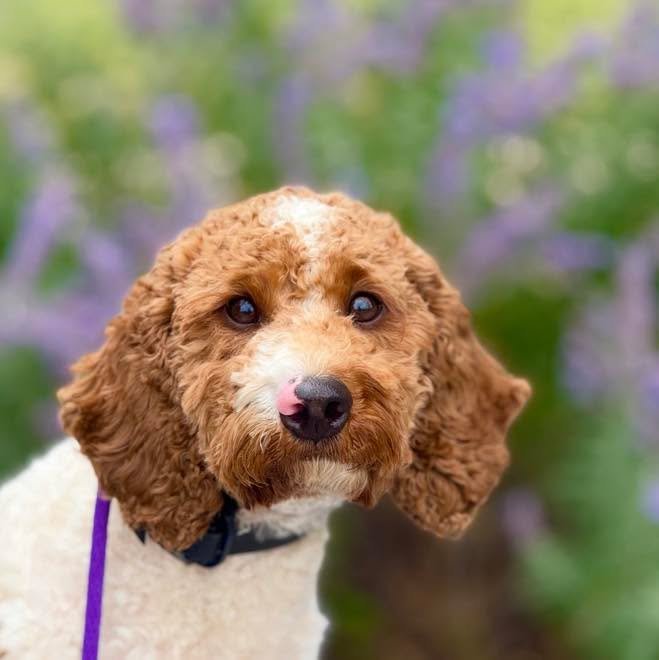 Time to share this sweet little Cavapoo, Ella! Once a big time barker, leash puller, and guest jumper, this wild child settled into her training almost instantly. Now she&rsquo;s the dreamy dog her owner had hoped for, and we are lucky to have her ba