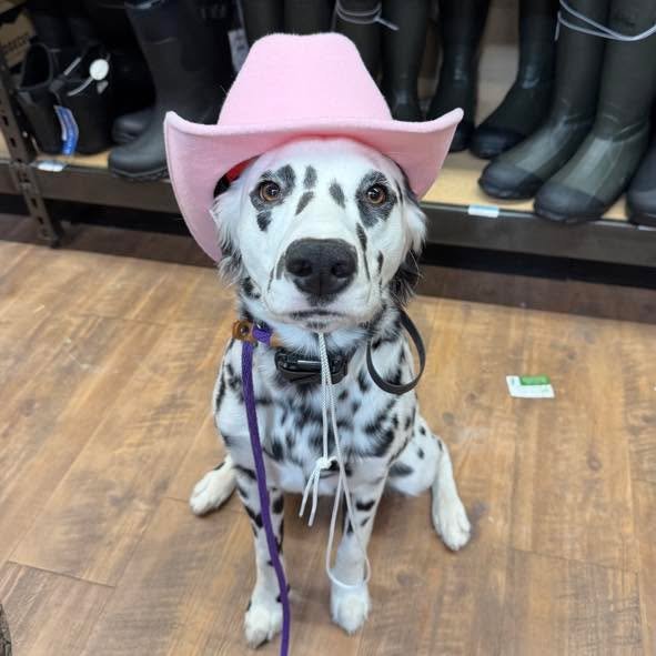 Meet Bunny the long haired Dalmatian! Another &ldquo;better late than never&rdquo; share from last winter, this sweet but stubborn girl was true to the breed standard and kept me humble during her training 🤣Despite her mischievous nature, she gradua