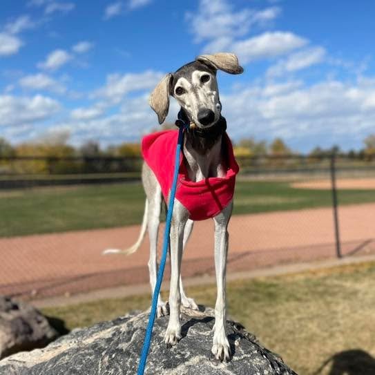 Guess the breed!! I trained Suki almost exactly a year ago and am just getting around to sharing her. Better late than never right? Her owner lives downtown and wanted her to have off leash freedom at the city parks, as well as be able to walk her wi