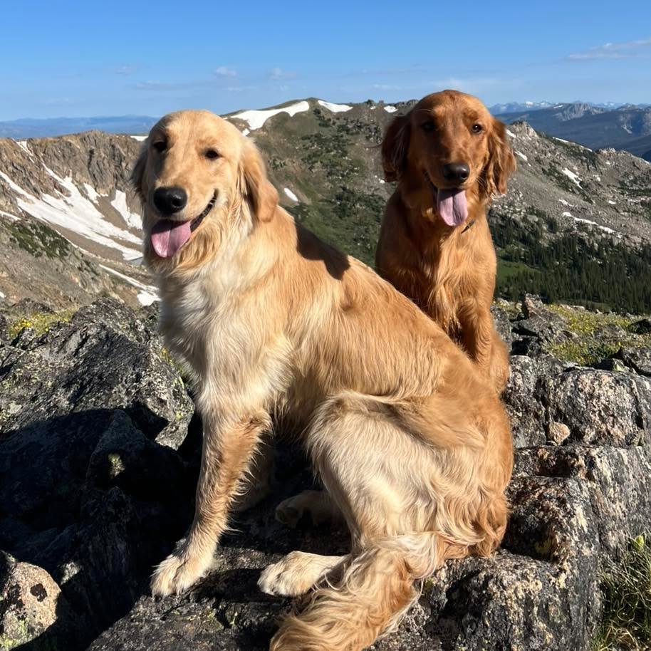 Telly and Kota completed their training during my social media break and so I never got to share these beautiful girls on my page! Their owners love to hike and spend time with their pups in the mountains and a big priority was to have off leash reli