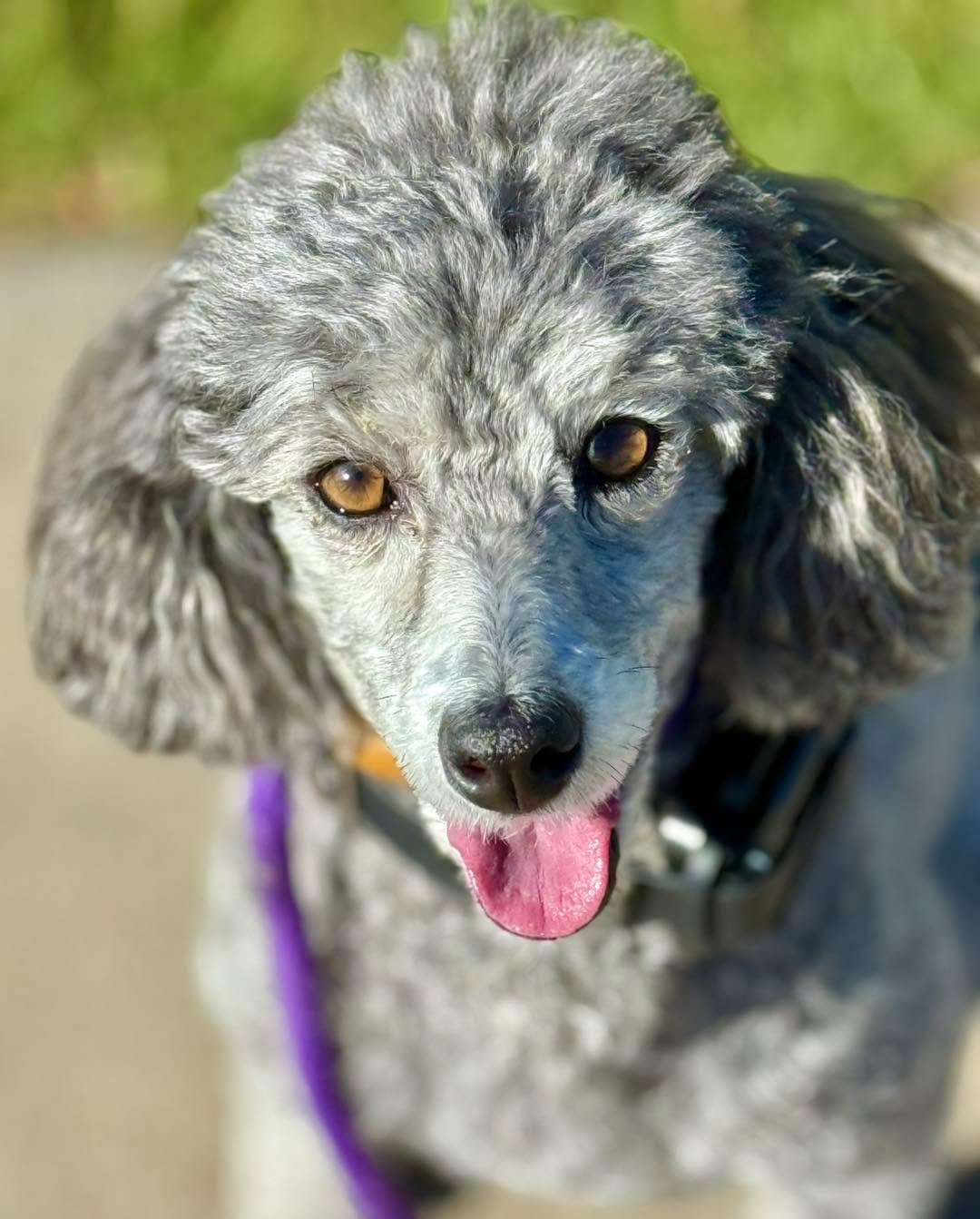 Welcome to training, Scout! This sweet little mini poodle girl has been running the house with her older sister, barking incessantly at anyone approaching or entering the home, jumping on guests, pulling on leash, and not always coming back when call