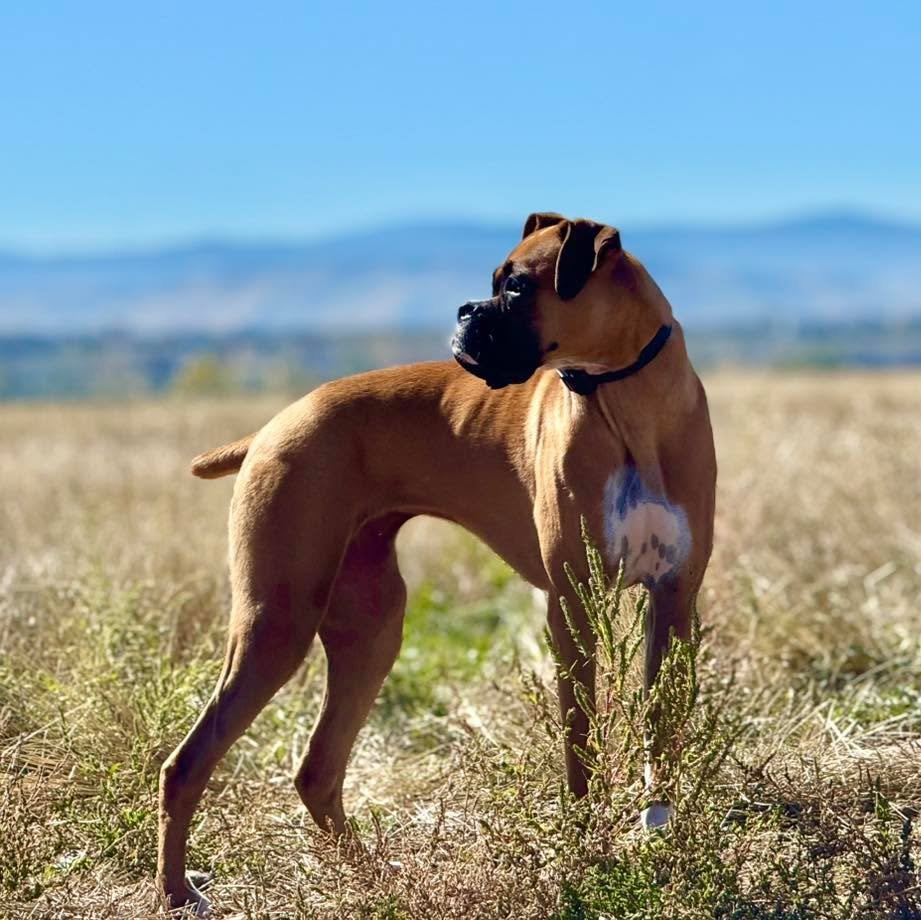 Gabi is a young Boxer who recently completed her training with us. Her big issue, aside from general lack of impulse control, was reactivity on leash and behind a fence to other dogs. She&rsquo;s a friendly and social dog, but like so many dogs, her 