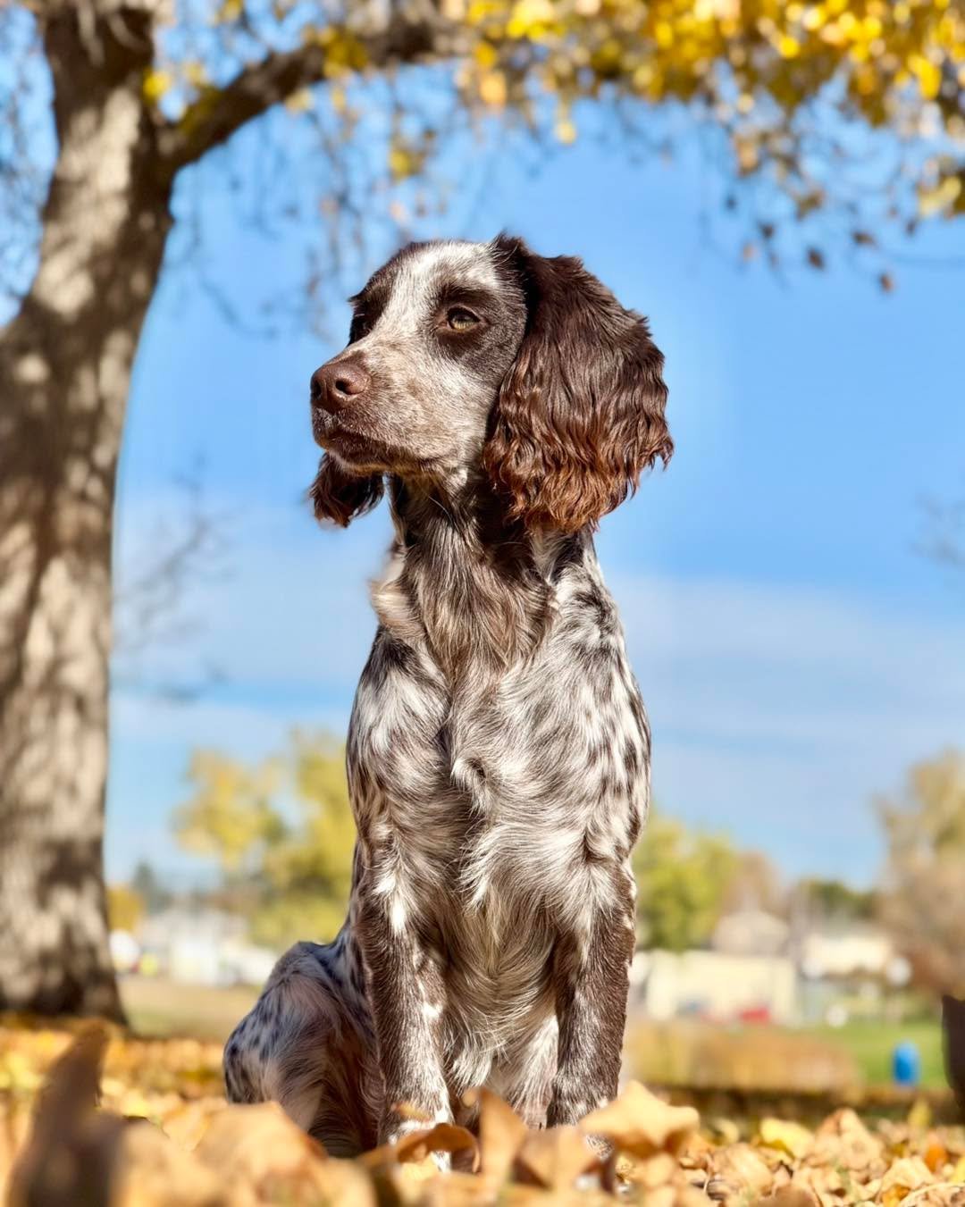 Our very own Journey K9, Mylee 😍 She&rsquo;s our newest pack member and at 6 months she&rsquo;s maturing into a lovely little dog. If your dog has been through training recently, you can be sure Mylee contributed to their self control around dogs, a