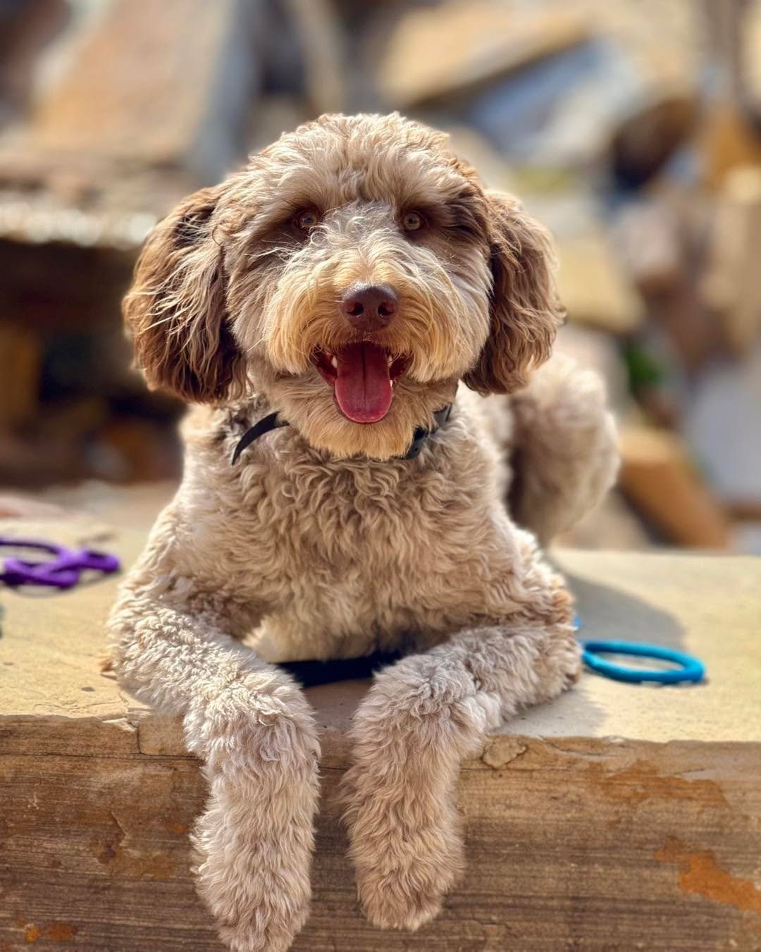Alfie the Bernedoodle tried to bite me multiple times when I went to his house for his first lesson. He was an anxious, fearful, and tightly wound mess when his owner reached out to me for help. He responded beautifully to leadership and structure th