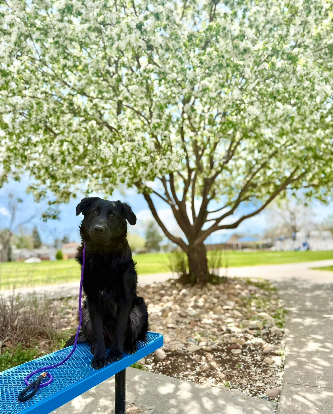 It has been brought to my attention that during my social media hiatus, I neglected to share photos of the one and only Burton, Burt&rsquo;s Bees, SherBurt. I must offer my sincerest apologies to his doting owner, Aleena. It was a crime against human