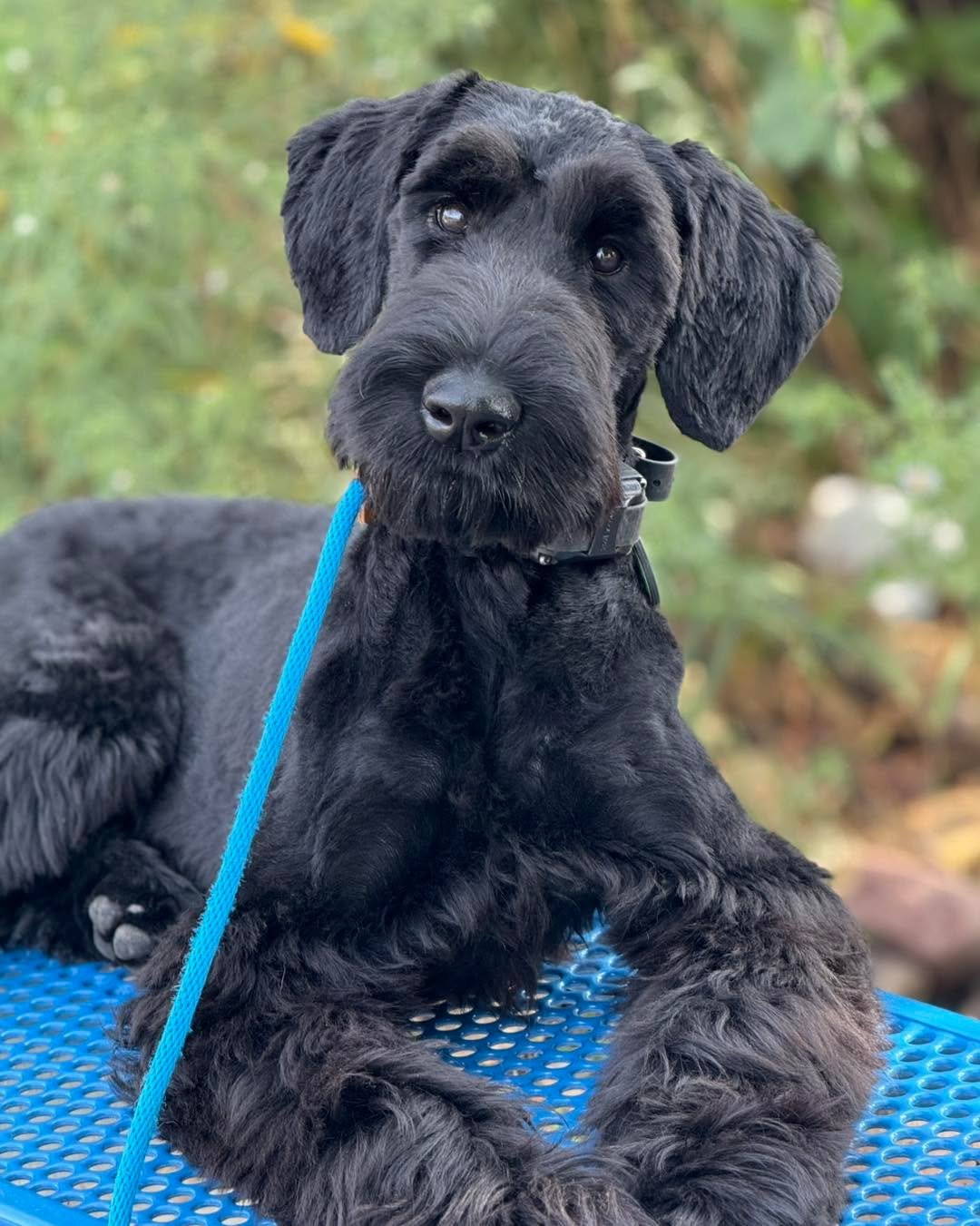 Rupee is a young Giant Schnauzer who began her training when her owners reached out to me because they had a 10 week old puppy who was resource guarding and biting them (sometimes on the face!) whenever they tried to interrupt her or move her away fr
