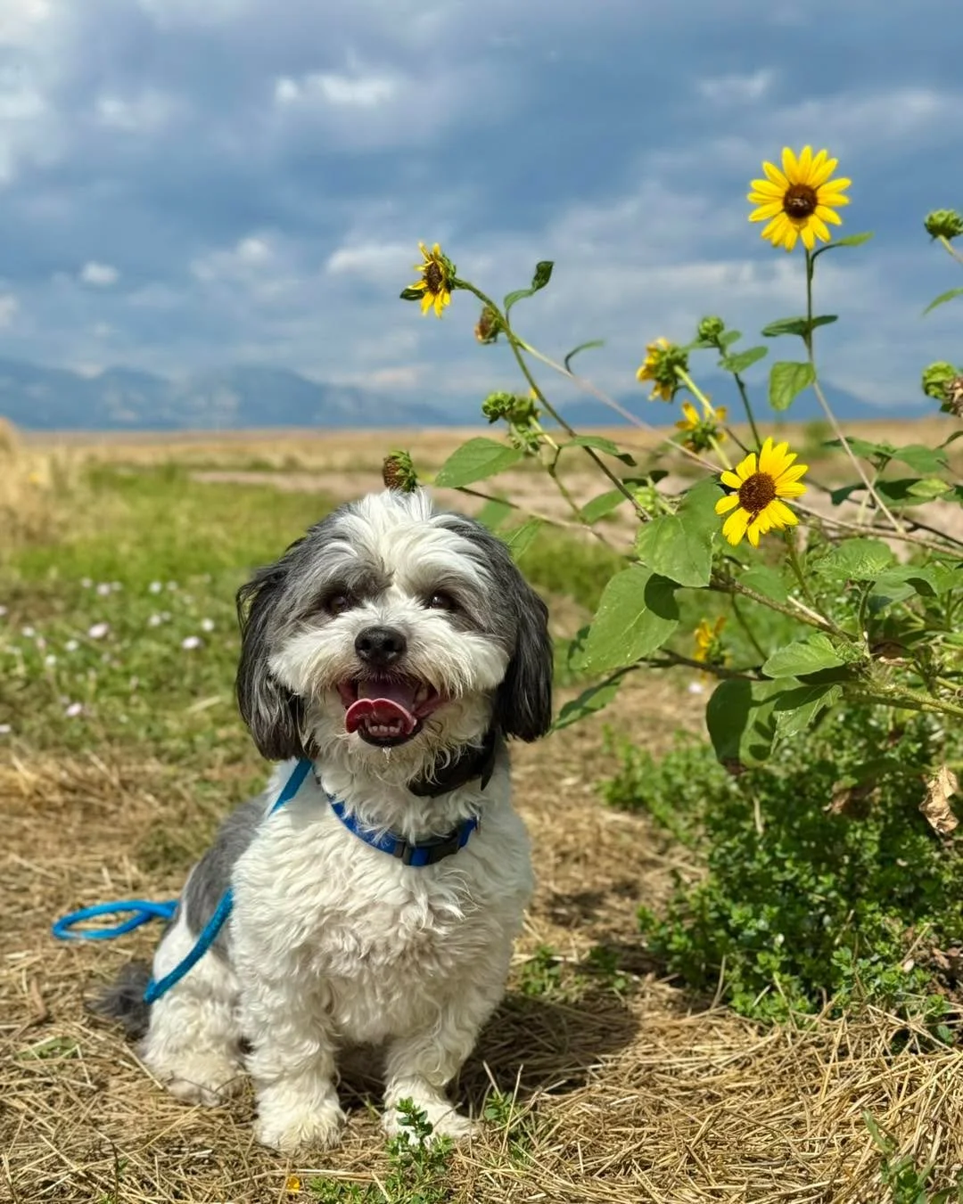 Brad&hellip; what can I say about Brad? If Brad was a human, he&rsquo;d be on the board of your HOA telling you that you can&rsquo;t paint your mailbox that shade of grey. He has opinions and judgement and he feels entitled to tell you all about it. 