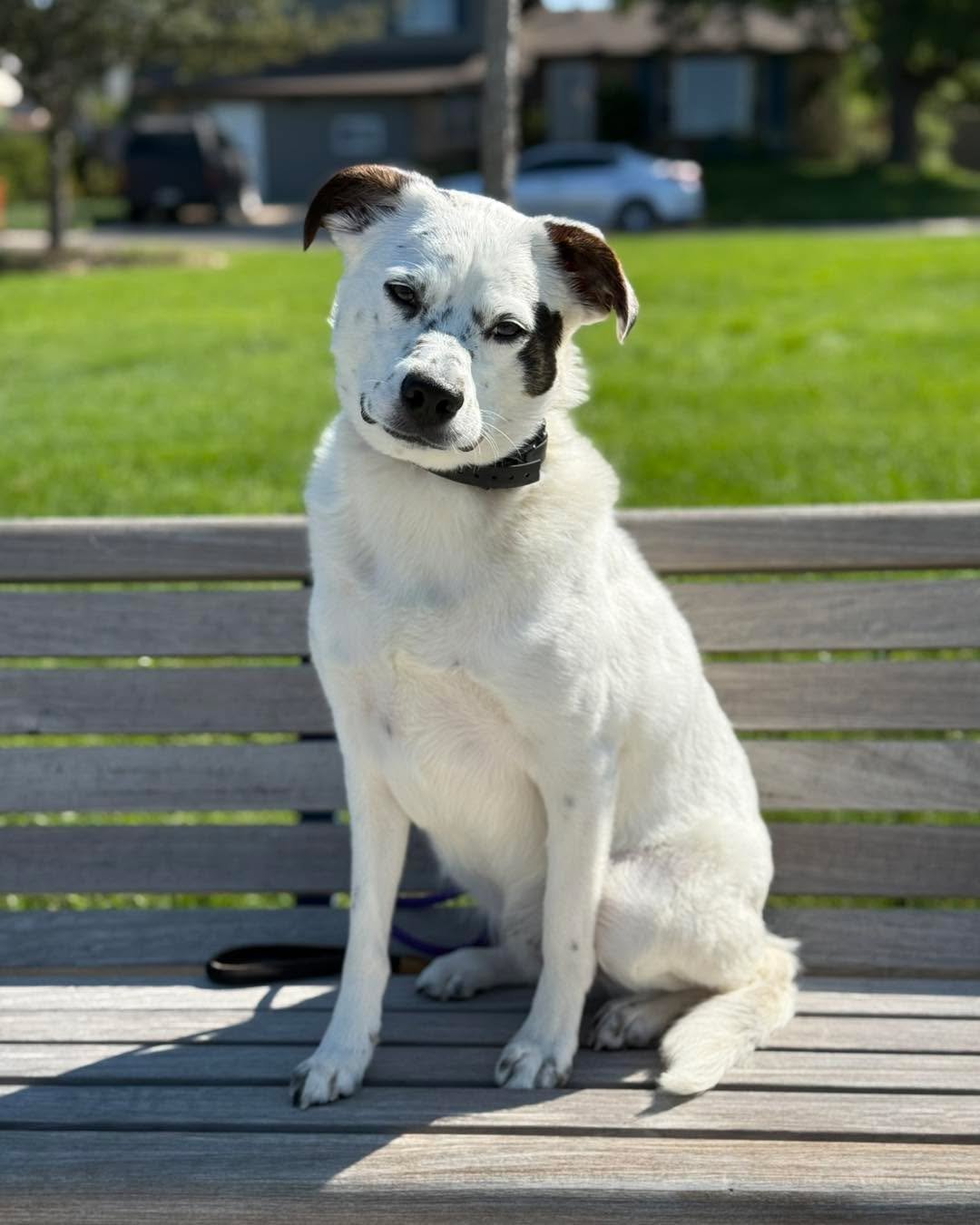 Blue is a Heeler mix who also recently completed his 2 weeks of training with flying colors. Super smart pup with dedicated owners and now a wonderful life ahead of him because his training will allow him to have so much more freedom and involvement.
