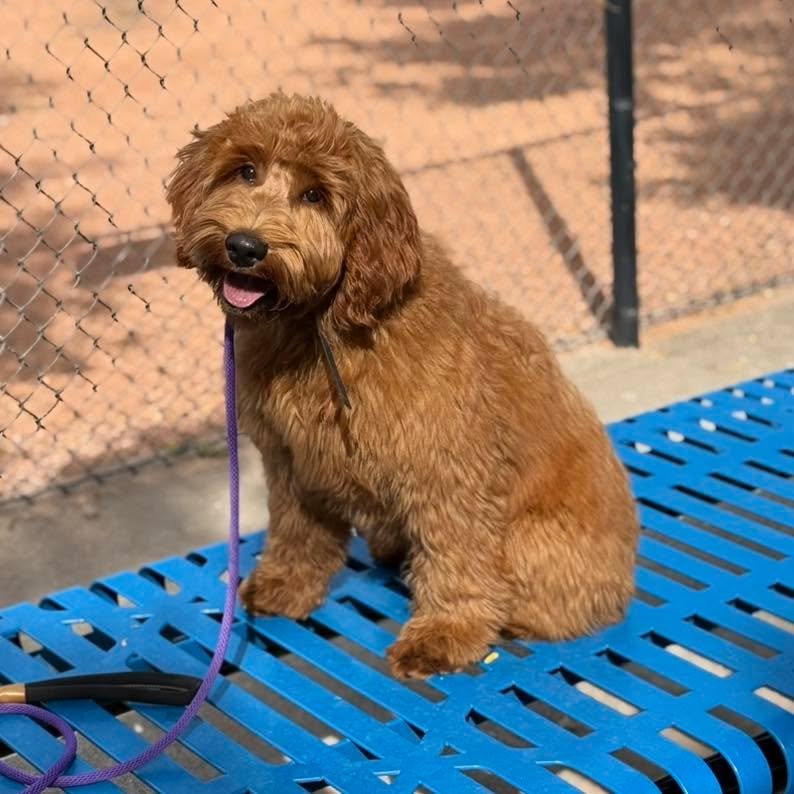Mini Golden Doodle Cooper breezed through his 2 weeks of training as a star student! He was very easy to train and another testament to Golden Doodles being lovely dogs when they&rsquo;re well-bred. Great job Cooper!