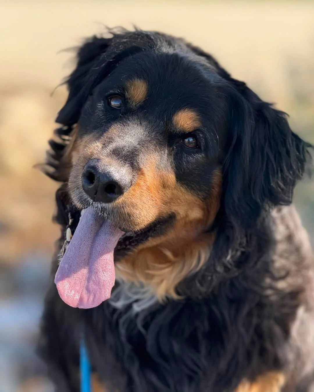 Welcome Leia to training! Leia is a 9 year old Golden/Aussie mix who was recently adopted by her owner. She&rsquo;s a super sweet older gal but has a LOT of energy, mostly anxious energy. She can be reactive on leash to dogs or people, and lacks soci