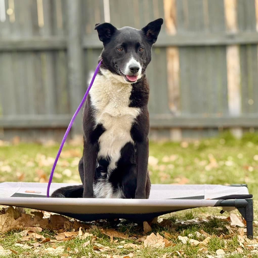 🐾 Meet Sadie! 🐾

Sadie is a sweet 7-year-old Border Collie mix who&rsquo;s been with her family since she was a puppy. Despite all the love she&rsquo;s received, she&rsquo;s always had some fearful quirks &mdash; hesitant to approach her humans, wo