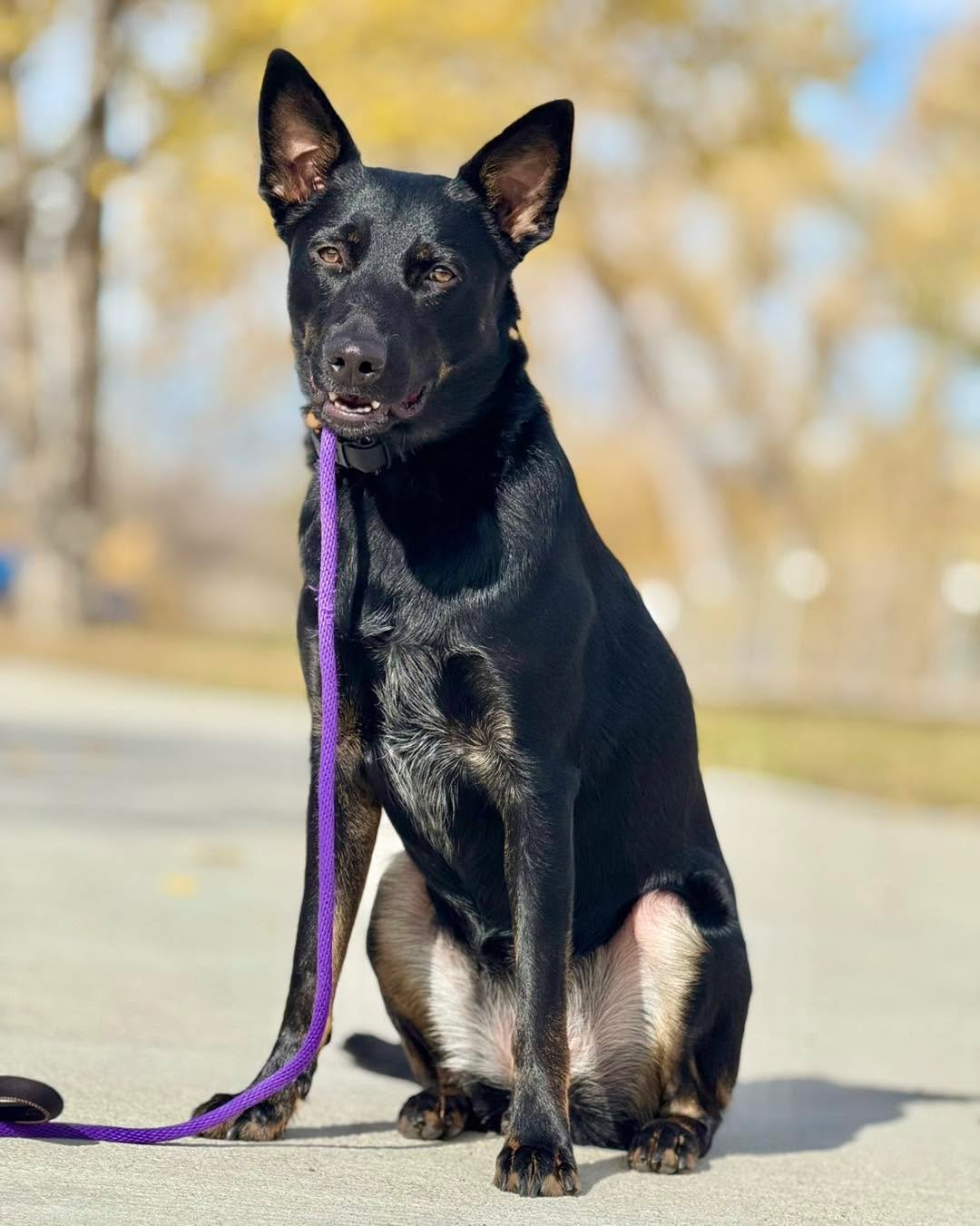 🌿 The Truth About E-Collar Training

E-collar training isn&rsquo;t about control &mdash; it&rsquo;s about clarity, structure, and trust.

When used with heart and understanding, the e-collar becomes a gentle communication tool that helps dogs finall