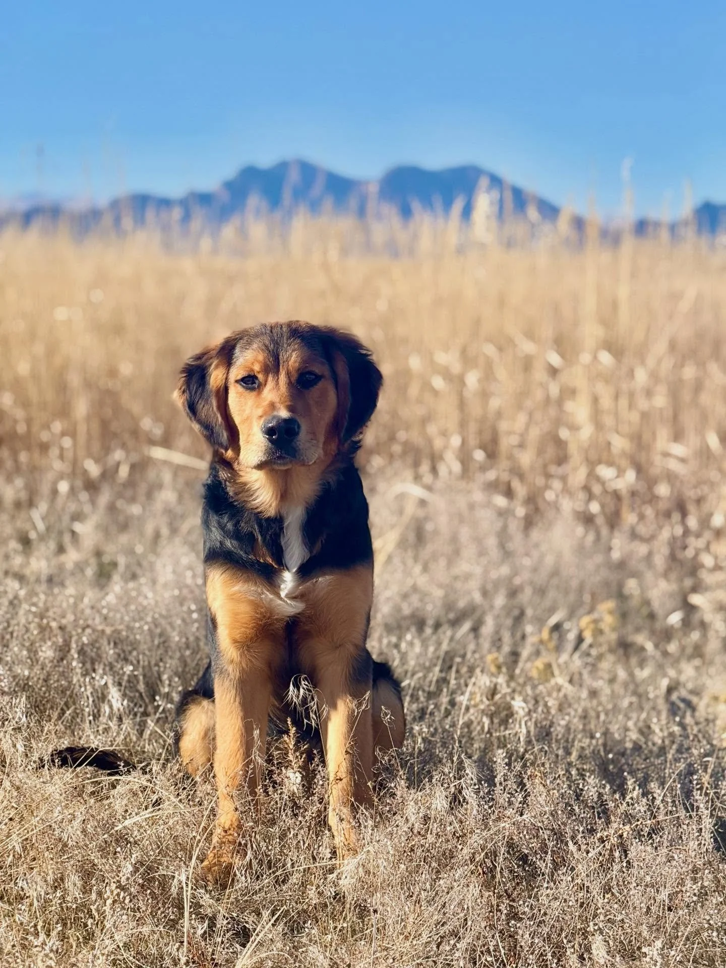 Meet Doug &mdash; a 6-month-old Bernese/Golden mix who&rsquo;s
learning that freedom comes after trust, structure, and communication.

This is what gentle e-collar training looks like:
A puppy moving happily at your side, checking in, feeling safe, a