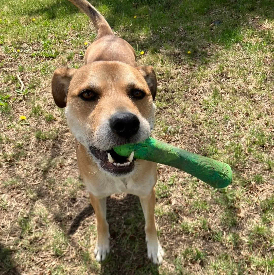 🐾 Meet Baxter &mdash; Your Ready-To-Go Adventure Buddy Searching for His Perfect Home! 🐾

Baxter is an almost 6-year-old mixed-breed sweetheart who has so much to offer the right home. He&rsquo;s fully trained, incredibly loyal, and happiest when h