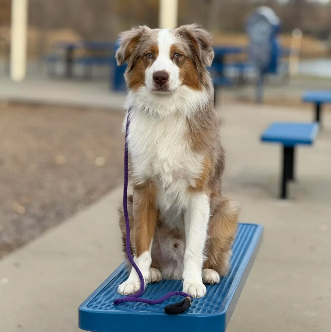 Meet Rye 🤎 This 9-month-old Aussie came to me with some classic teenage struggles &mdash; unreliable off-leash recall, leash pulling, jumping on everyone he loved, and some occasional dog reactivity.

He&rsquo;s the second Aussie I&rsquo;ve had the 