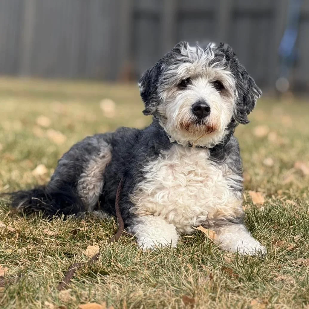 Meet Sybil 💛 This 5-year-old Bernedoodle had her family at a breaking point. With toddler twins at home, her nonstop barking at the door, at guests, and even at people just walking by the window was overwhelming &mdash; and more than once, it woke t