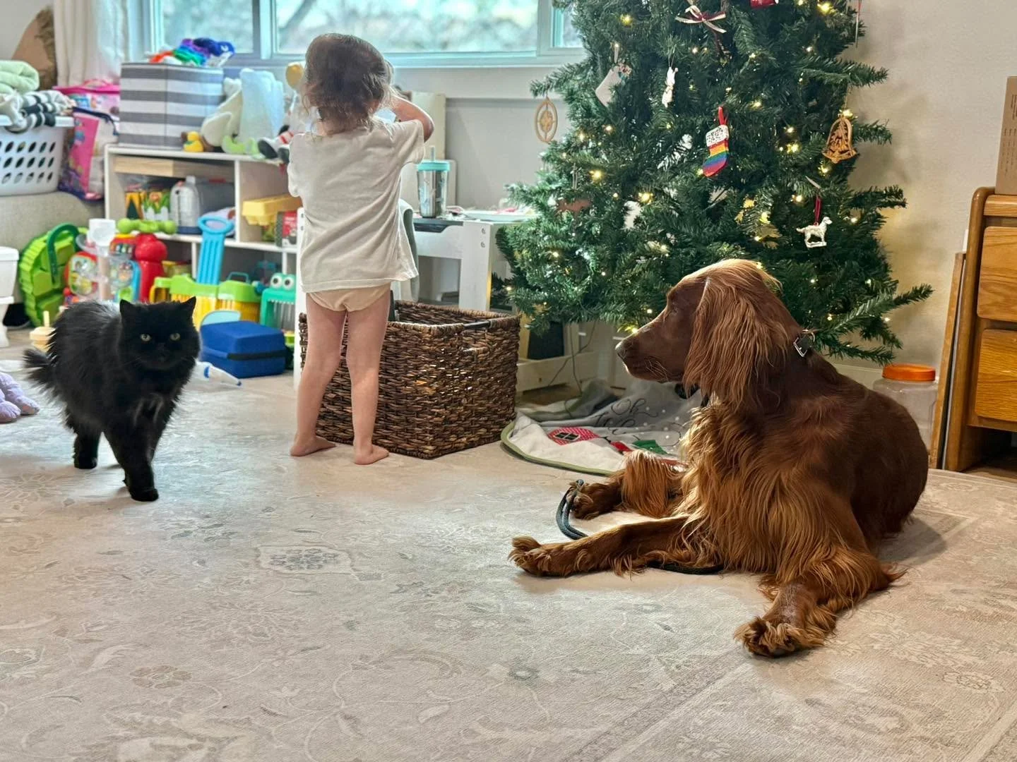 This is what real-world training is supposed to look like 💙

Not a sterile warehouse.
Not a quiet field where nothing ever happens.
But a real home&mdash;with real life unfolding.

A calm down-stay while a toddler plays inches away&hellip;
a cat str
