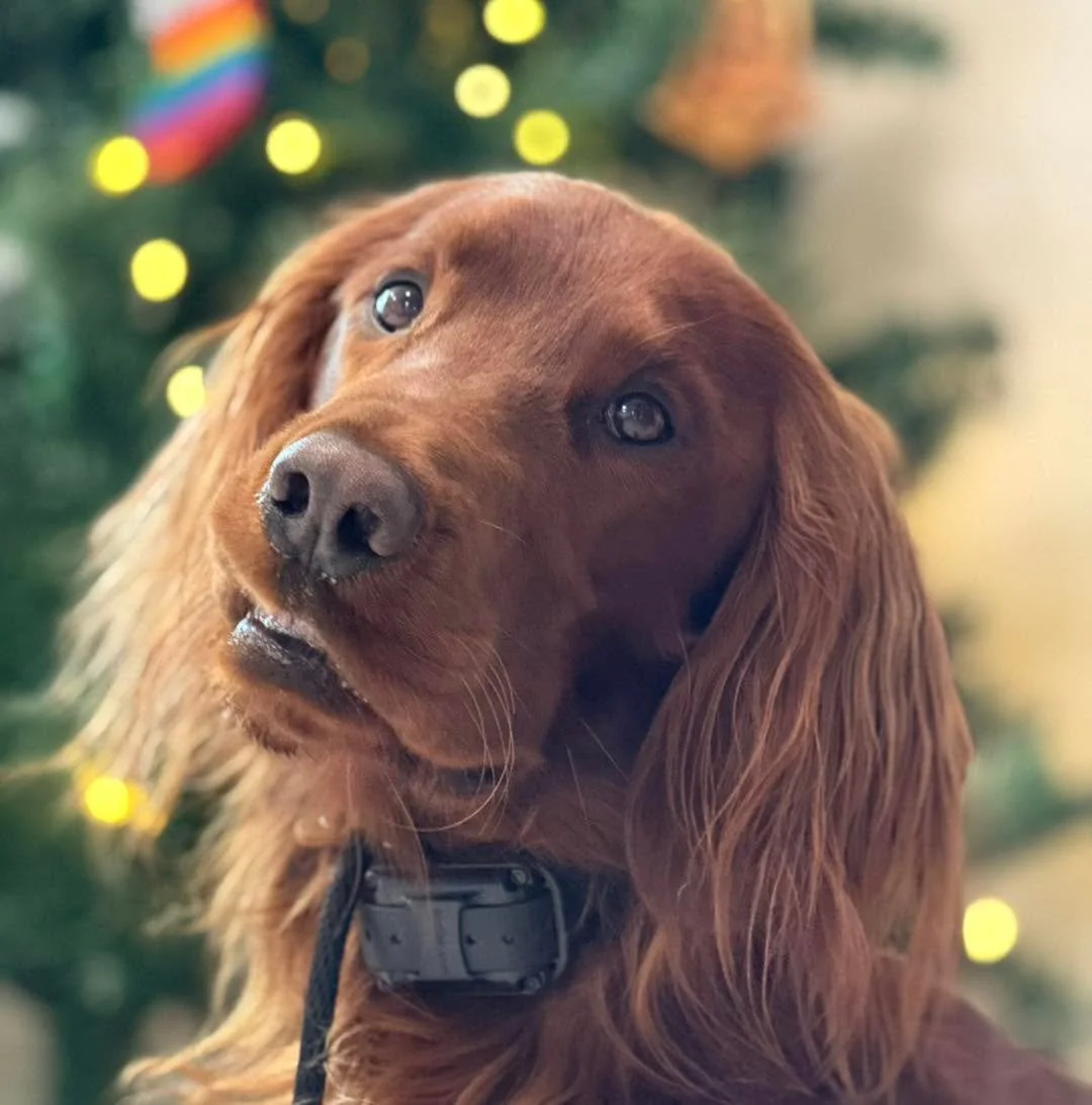 Meet Rye, the 2.5-year-old Irish Setter whose parents dreamed of peaceful hikes, calm brewery hangs, and a dog who could walk through busy streets without pulling or melting down at certain people or dogs. One of their biggest home struggles? Rye&rsq