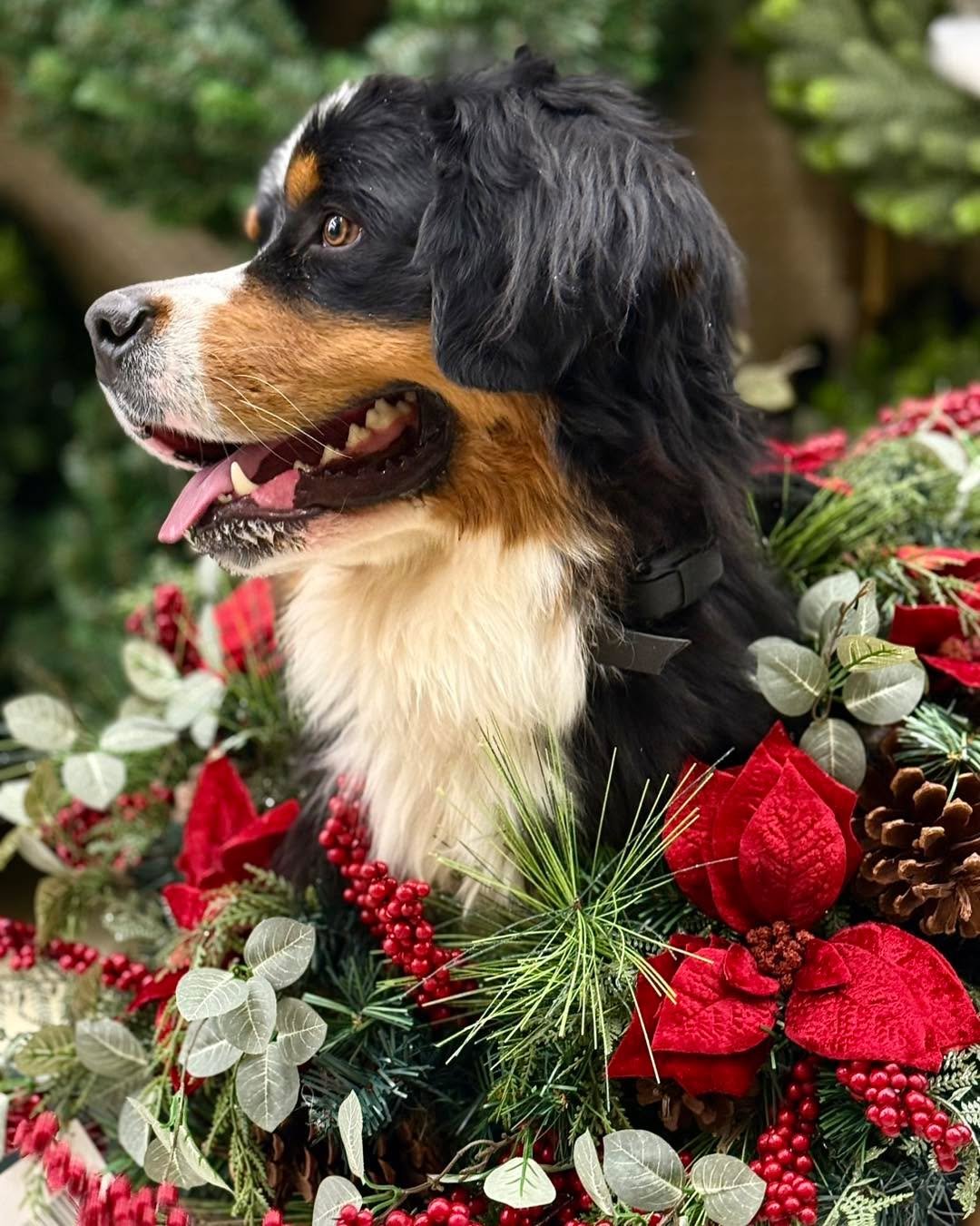 ✨🎄 These festive faces are a few of our recent Journey K9 grads 🐶
So grateful for every dog and family who trusted us this year.
And let&rsquo;s be honest&hellip; well-trained dogs do take better pictures 😉📸
Wishing you a holiday season full of p