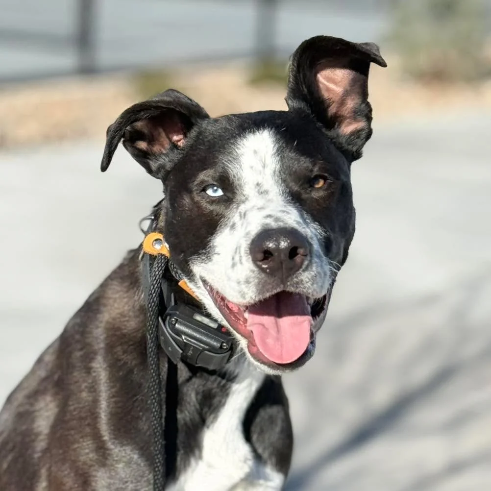Meet Bronco 🤍
A 1-year-old husky / cattle dog / pit mix with a whole lot of heart&mdash;and a nervous system that experiences the world very intensely.

Bronco struggles with extreme fear-based aggression and reactivity toward dogs, kids, and occasi