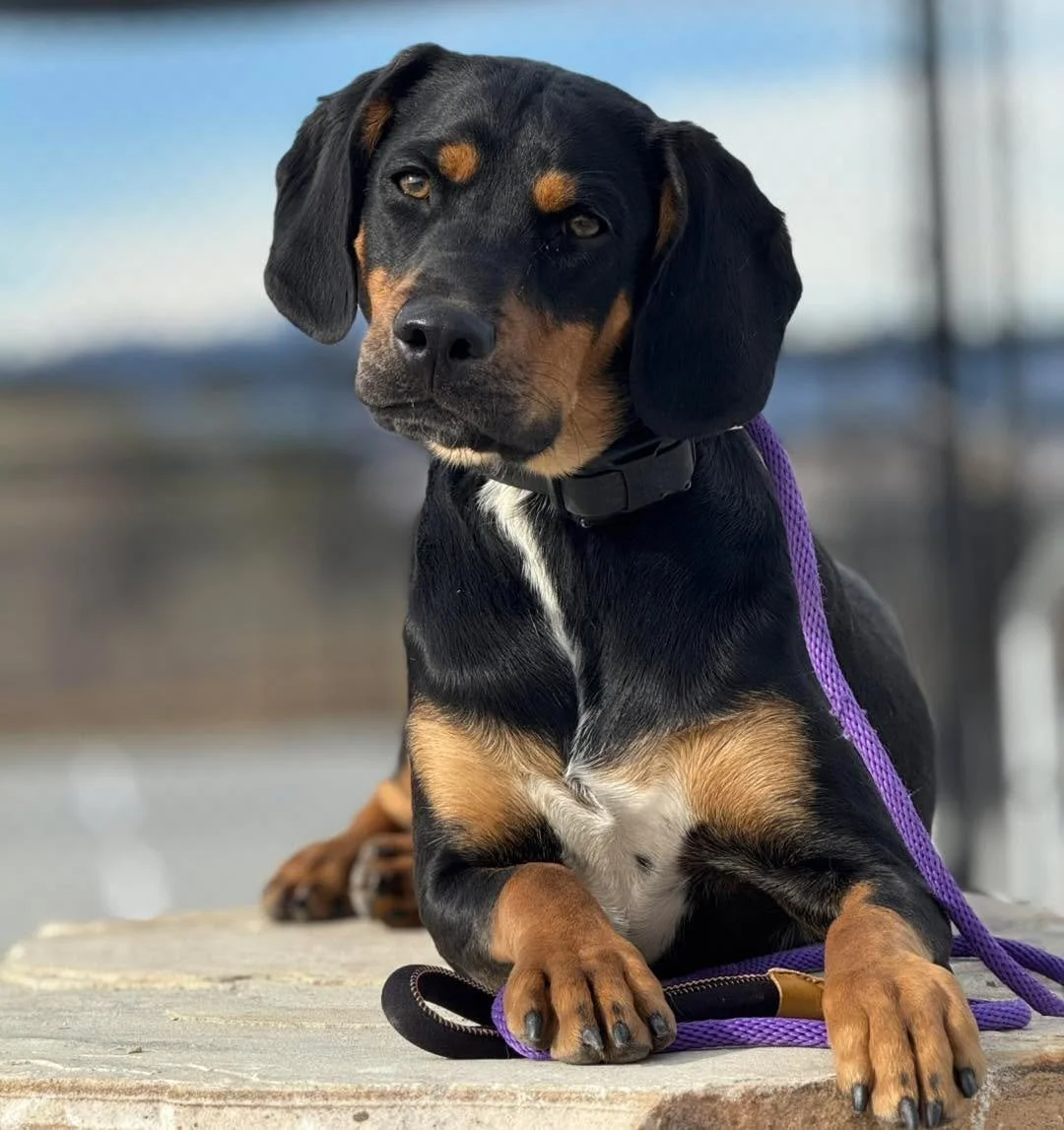 Meet Milo 🤍
An 8-month-old cocker spaniel / coonhound mix with big puppy energy and even bigger potential.

Milo&rsquo;s owners came to me with a clear goal: they wanted a dog trained to a high level&mdash;one they could trust for off-leash adventur
