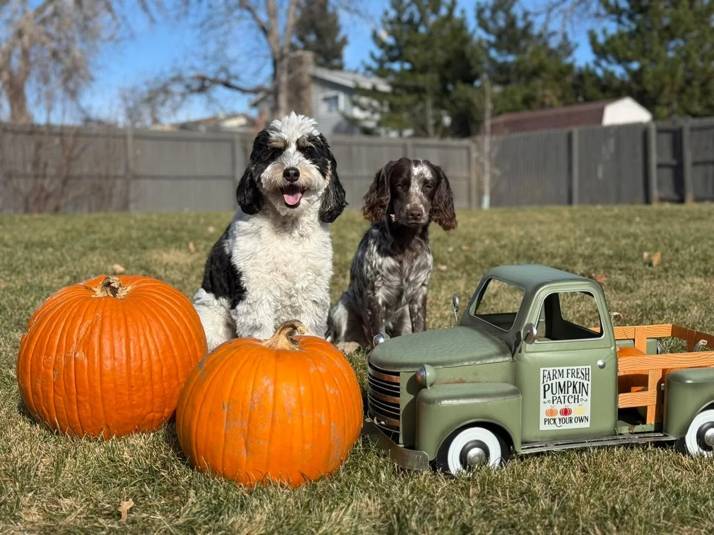 🍁🧡 Happy Thanksgiving from Journey K9 🧡🍁

Today my heart is extra full.
To every family who has trusted me with their beloved dogs &mdash; past, present, and even those I&rsquo;ll meet in the future &mdash; thank you. Your support means more than