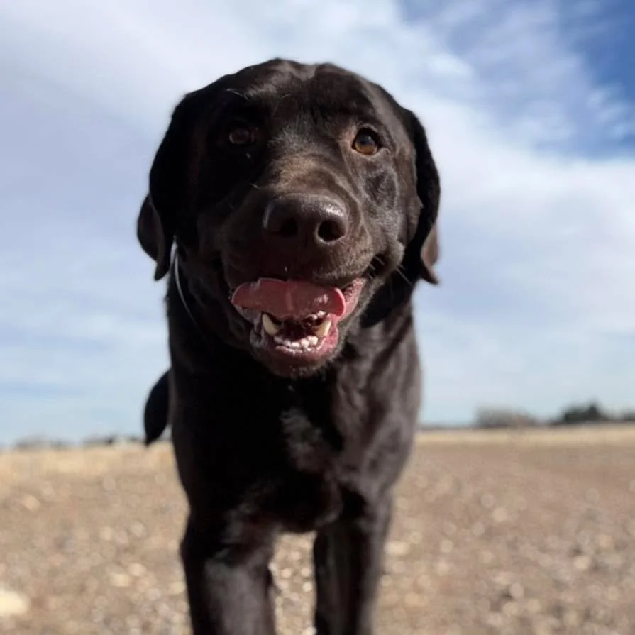 Meet Kenji 💙
A 2-year-old Labrador, 90 pounds of enthusiasm, strength&hellip; and a whole lot of stubborn.

People think Labs are &ldquo;easy dogs,&rdquo; but anyone who&rsquo;s lived with one like Kenji knows the truth: they can be incredibly willf