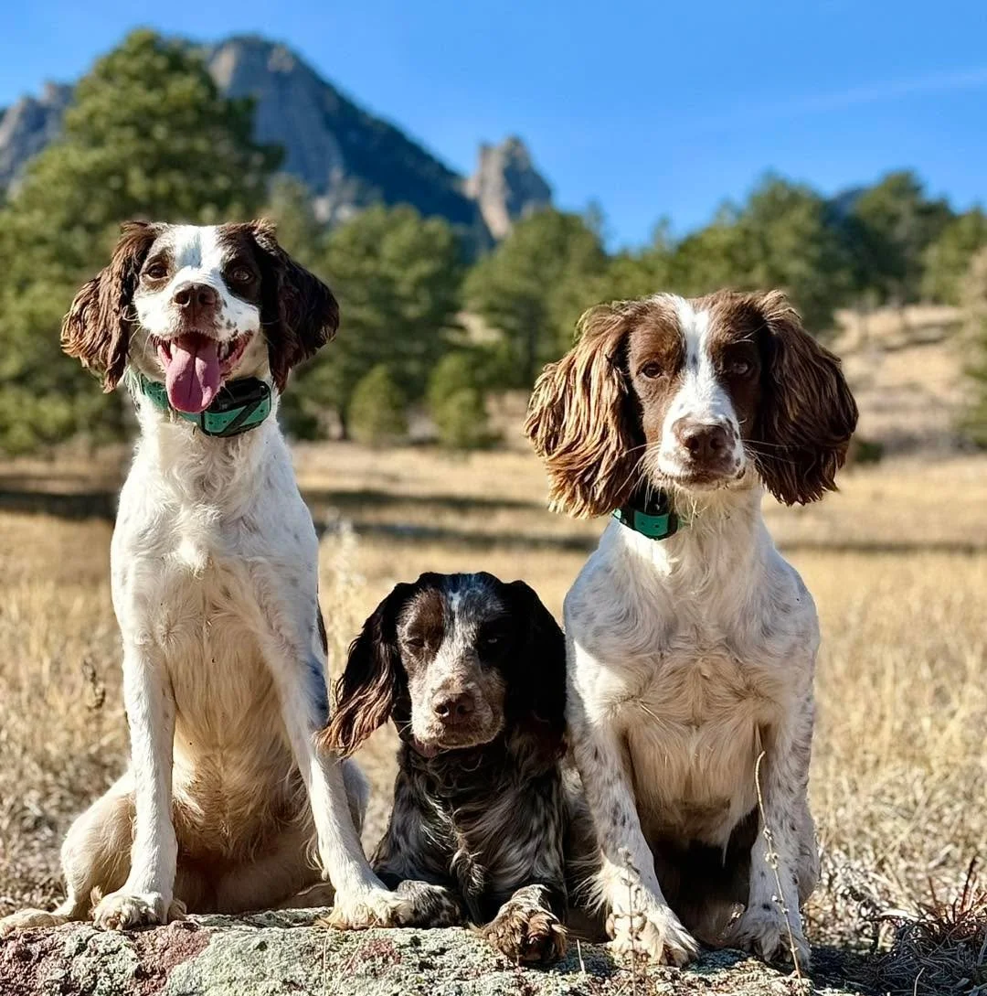 ✨ IT&rsquo;S OFFICIAL &mdash; GROUP CLASSES ARE HERE! ✨

Journey K9&rsquo;s very first group class is kicking things off and I couldn&rsquo;t be more excited to bring our community together.

📍 Waneka Lake &ndash; West Entrance (by the boathouse)
🗓