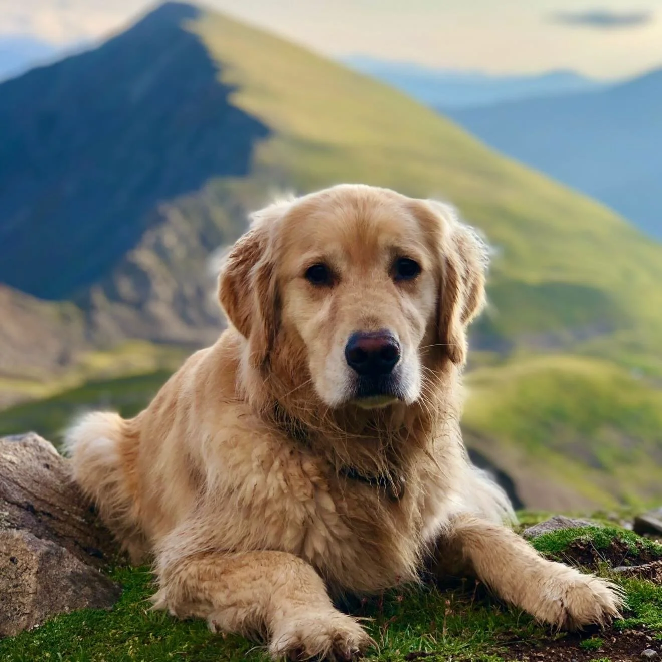 Let me tell you about a dog named Tugboat 💛

I met Tug when he was just 6 months old. He&rsquo;s a Golden Retriever through and through&mdash;sweet, loyal, eager to please. But as he grew, he developed dog aggression and was eventually kicked out of