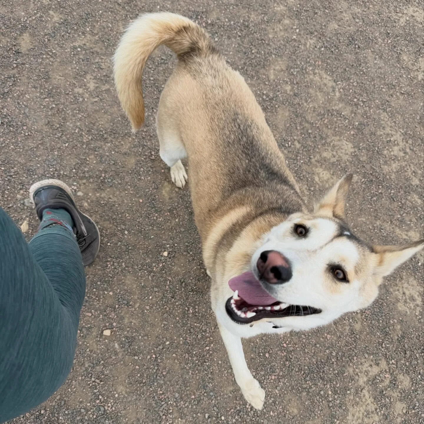 Some dogs don&rsquo;t come to you right away.
They wait to see who you are. 🤍

Sunny, 1 year old husky/cattle dog/chow mix, came to me timid, unsure, and deeply attached to her mom. After almost a year in her home, she still wouldn&rsquo;t warm up t