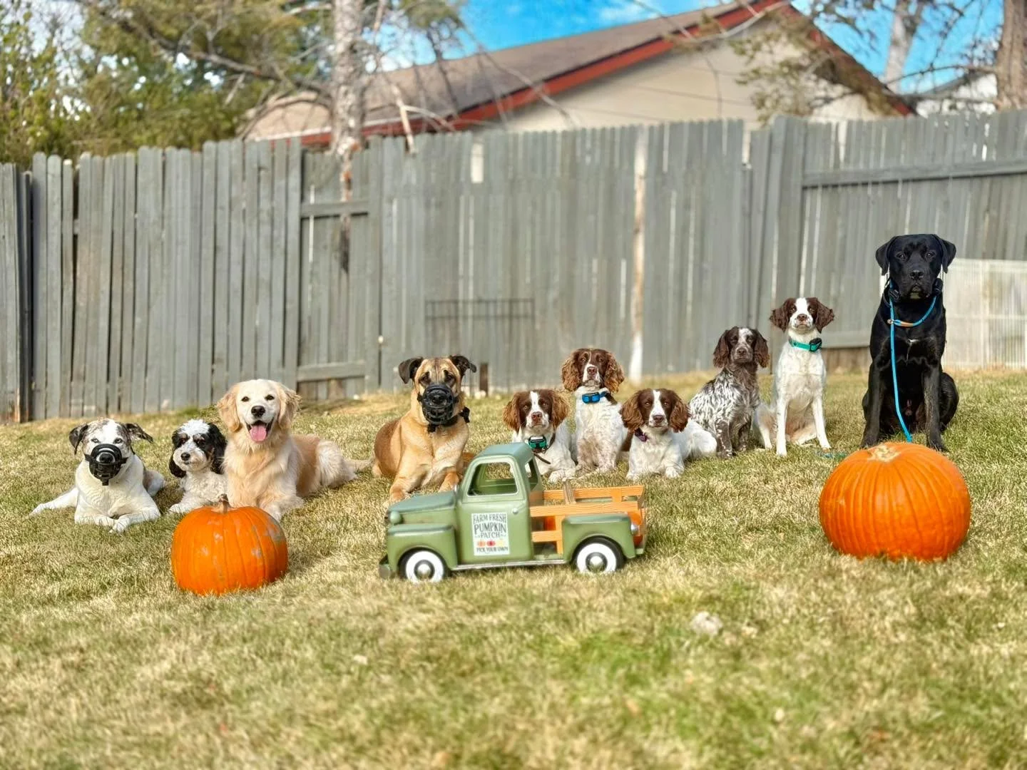 From our Journey K9 Thanksgiving pack to yours&mdash;wishing you a day filled with gratitude, calm energy, and dogs who remember all their training&hellip; even around the turkey 😉